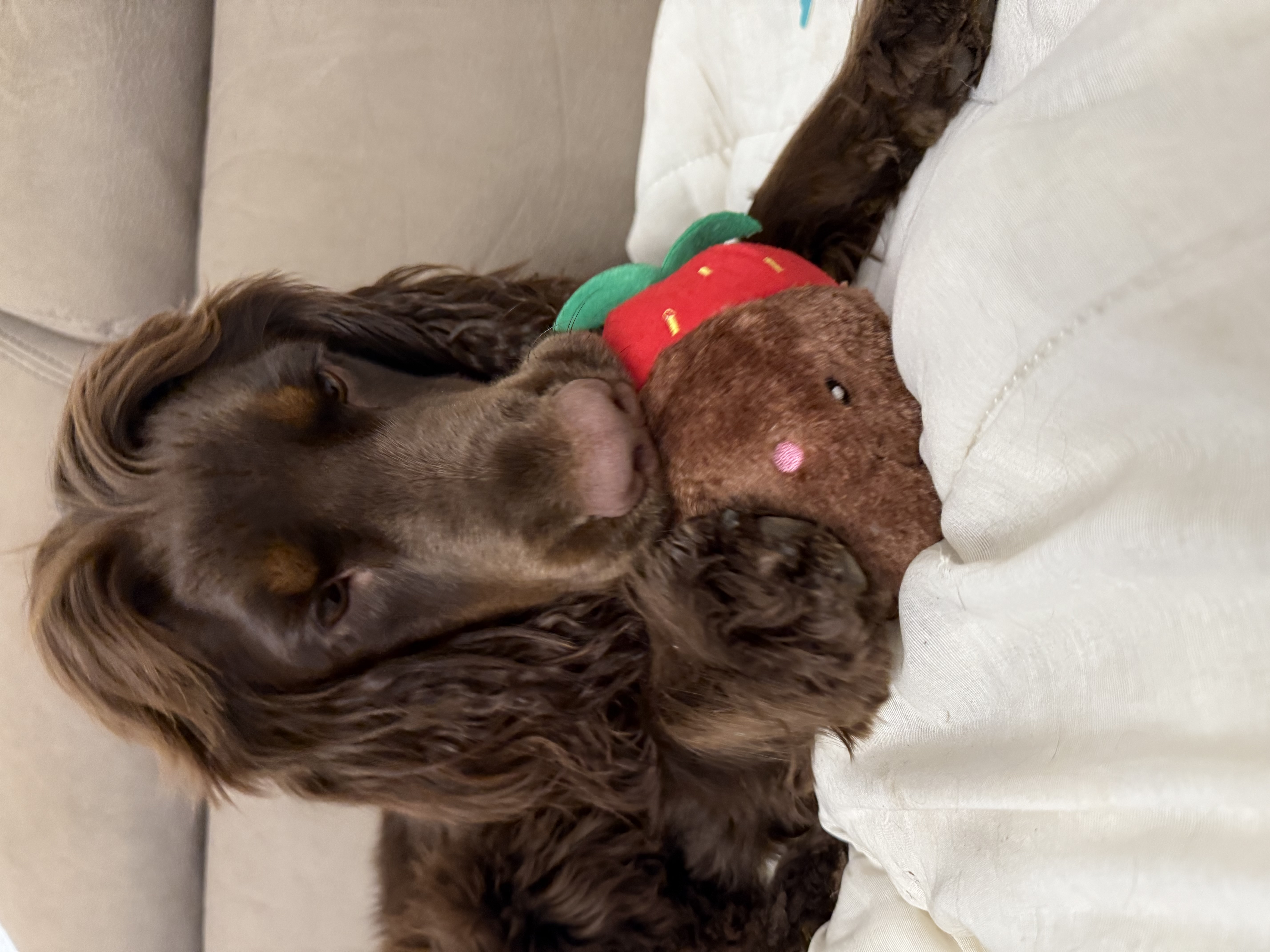 Fraises enrobées de chocolat pour la Saint-Valentin - ZippyPaws