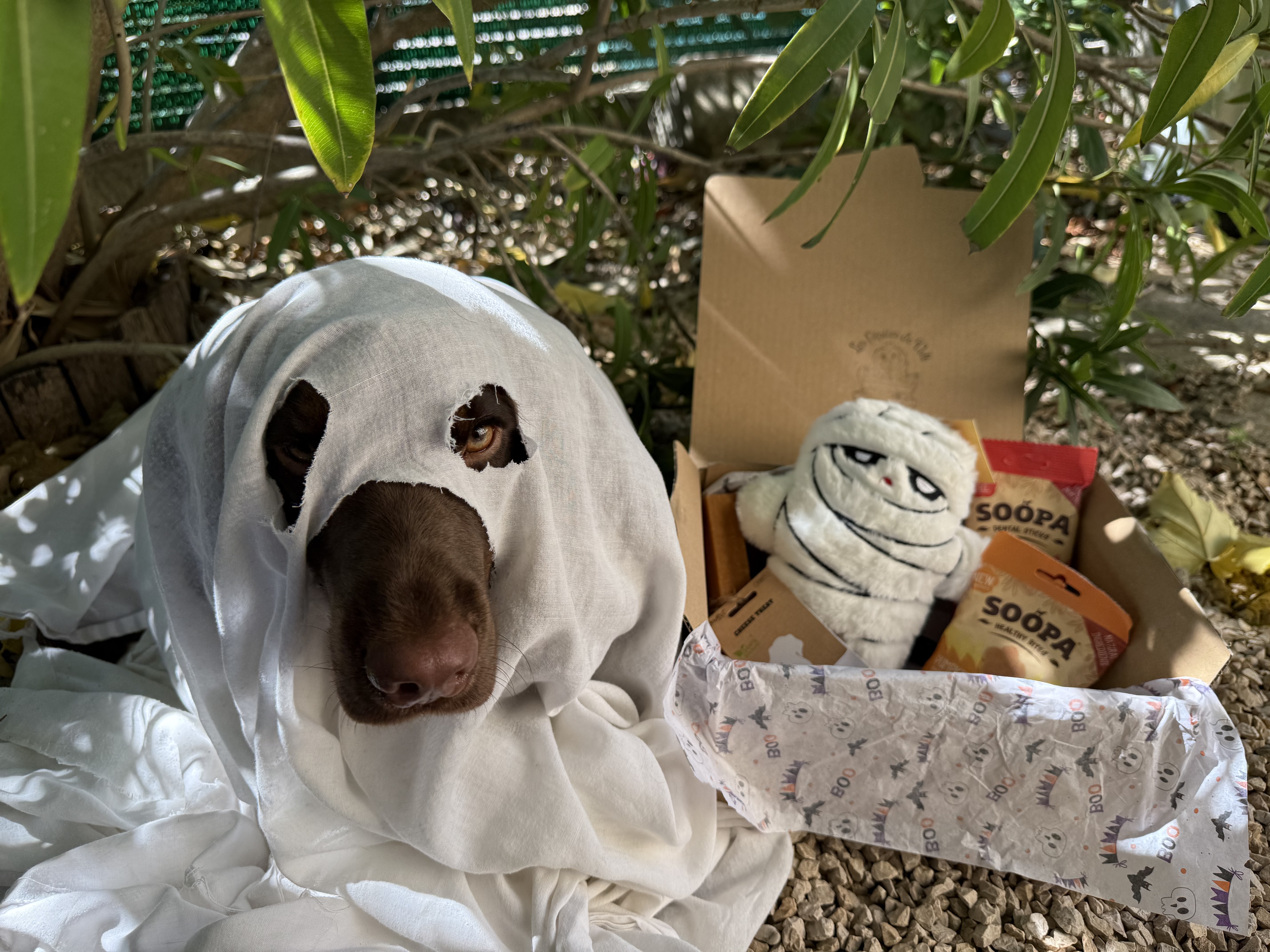Box d'halloween pour chiens