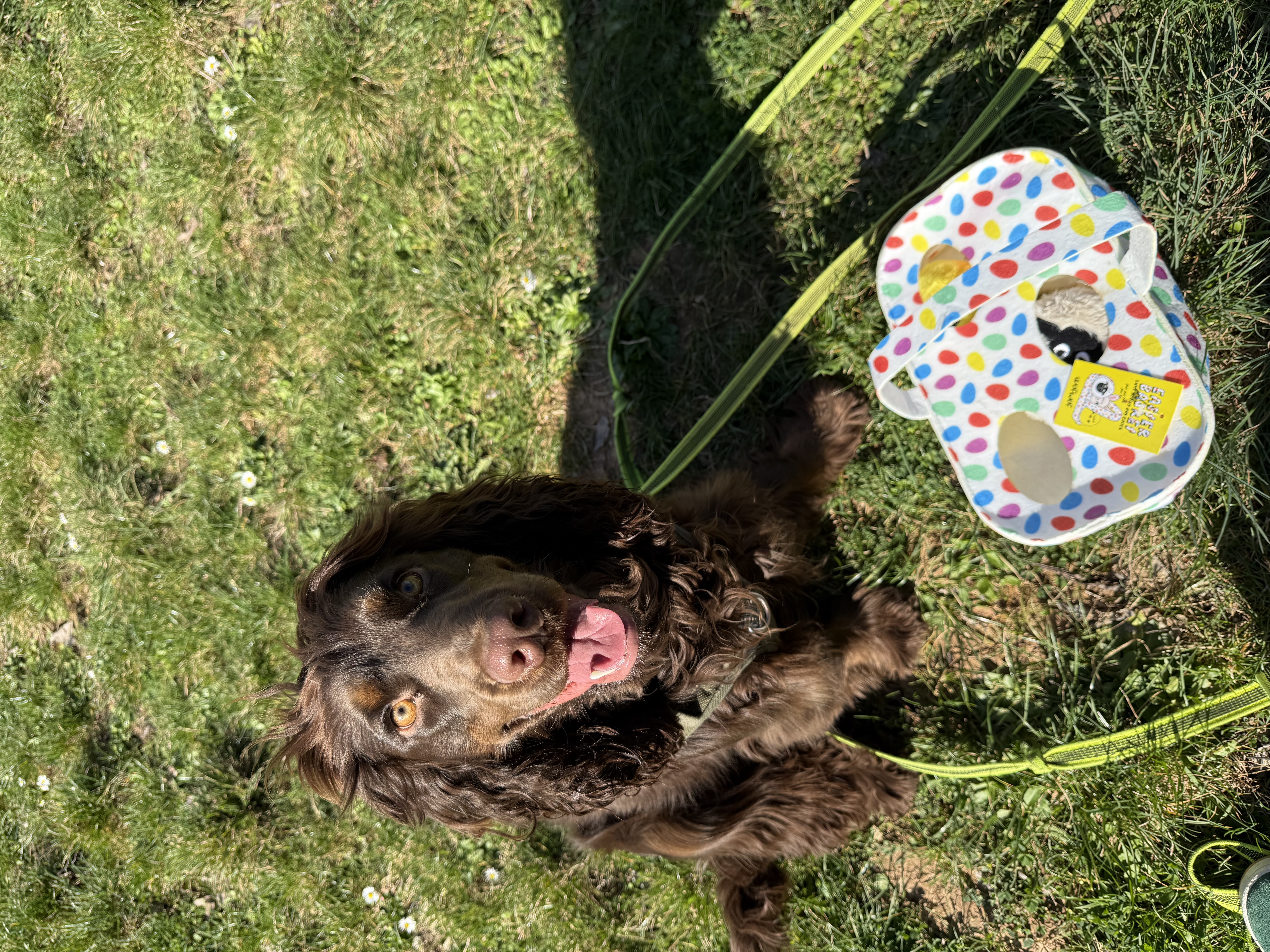 Panier de fouille de Pâques 
