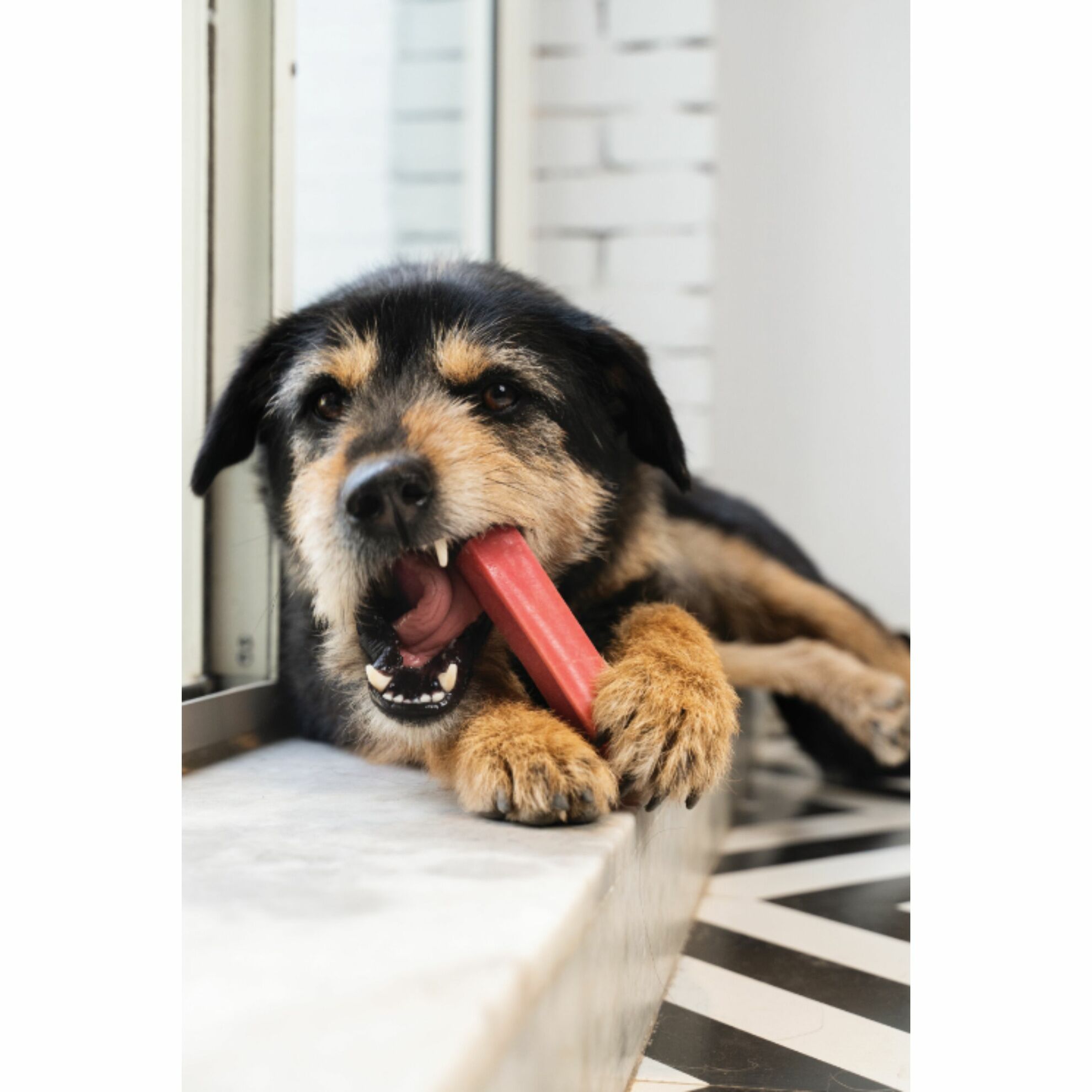 Fromage à mâcher - taille au choix 