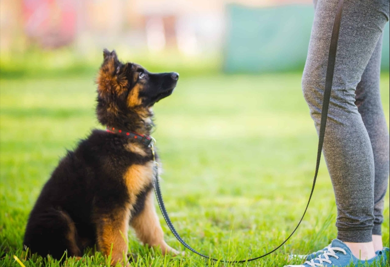 Puppy Training