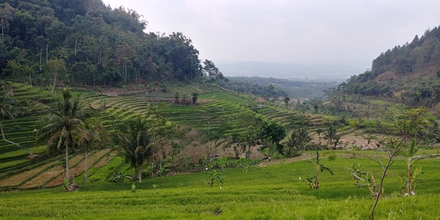 Selogriyo Temple and Rice Terrace Soft Trekking Half Day Tour