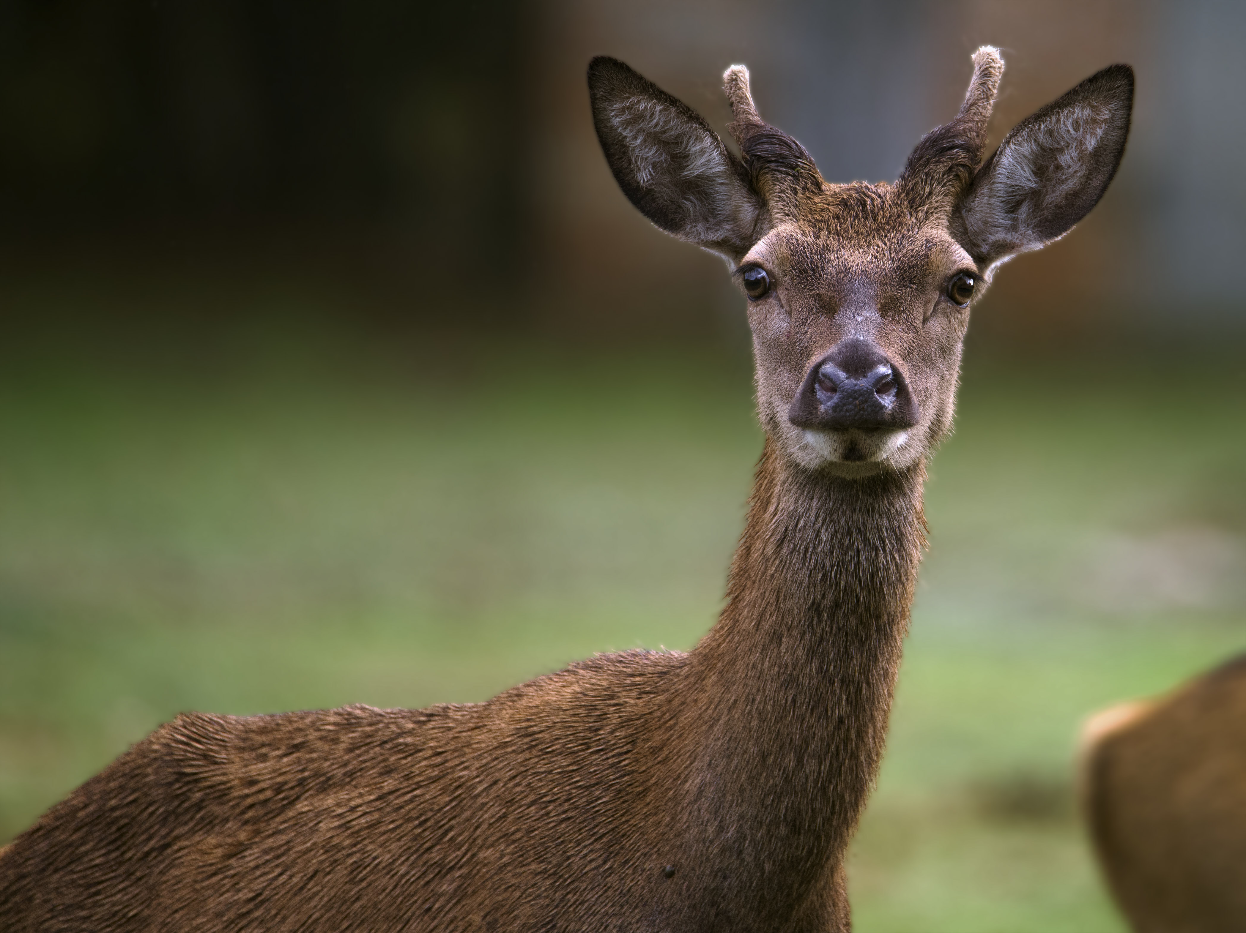 L’Insouciance du Jeune Roi