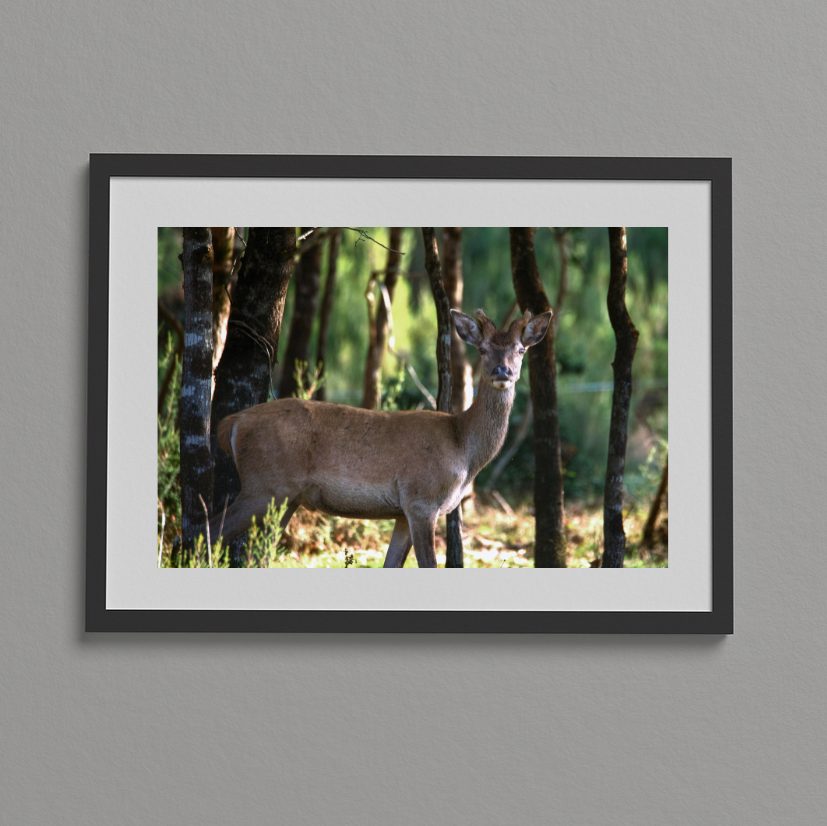 silence des Sous-Bois