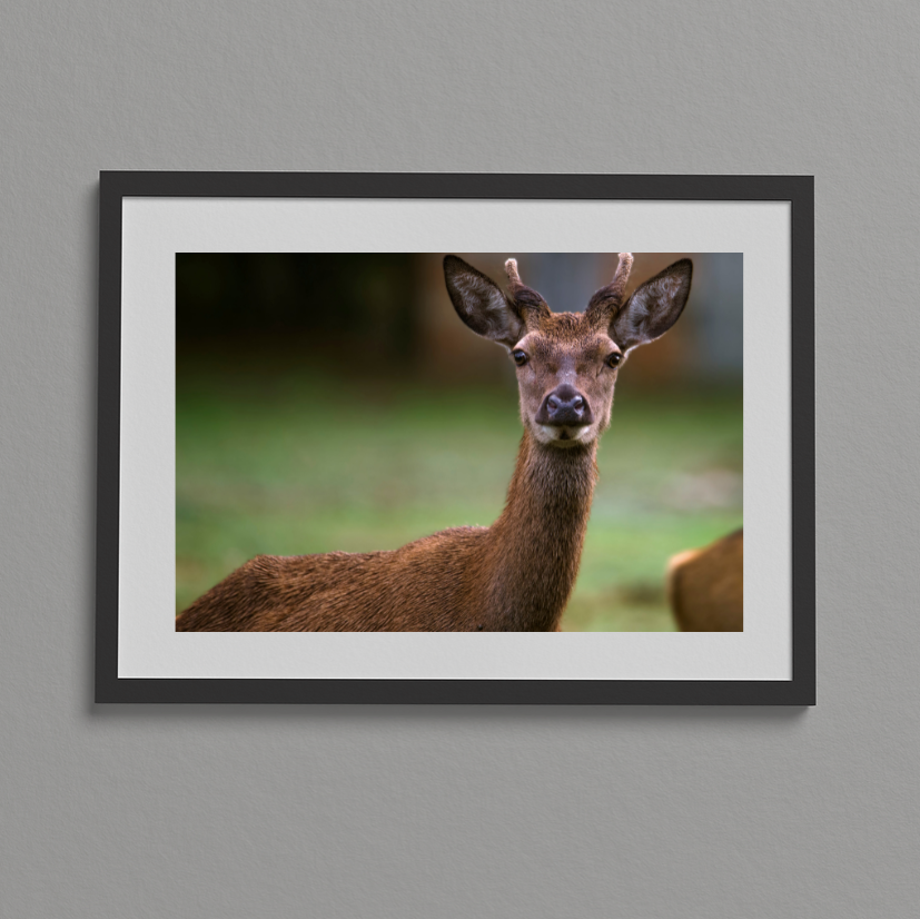 L’Insouciance du Jeune Roi