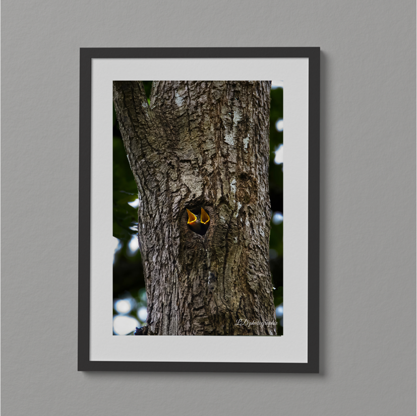 L’Arbre aux Secrets