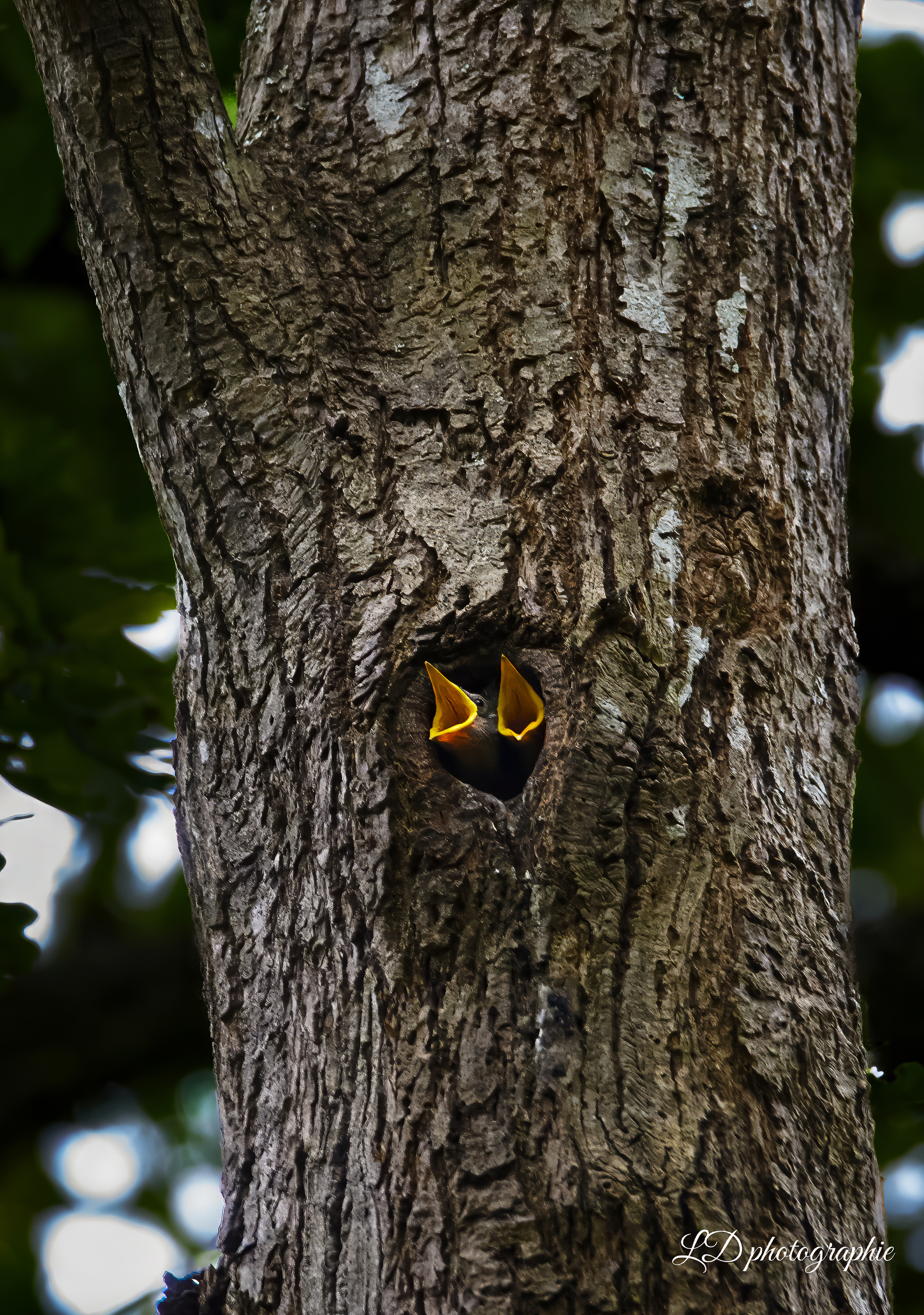 L’Arbre aux Secrets
