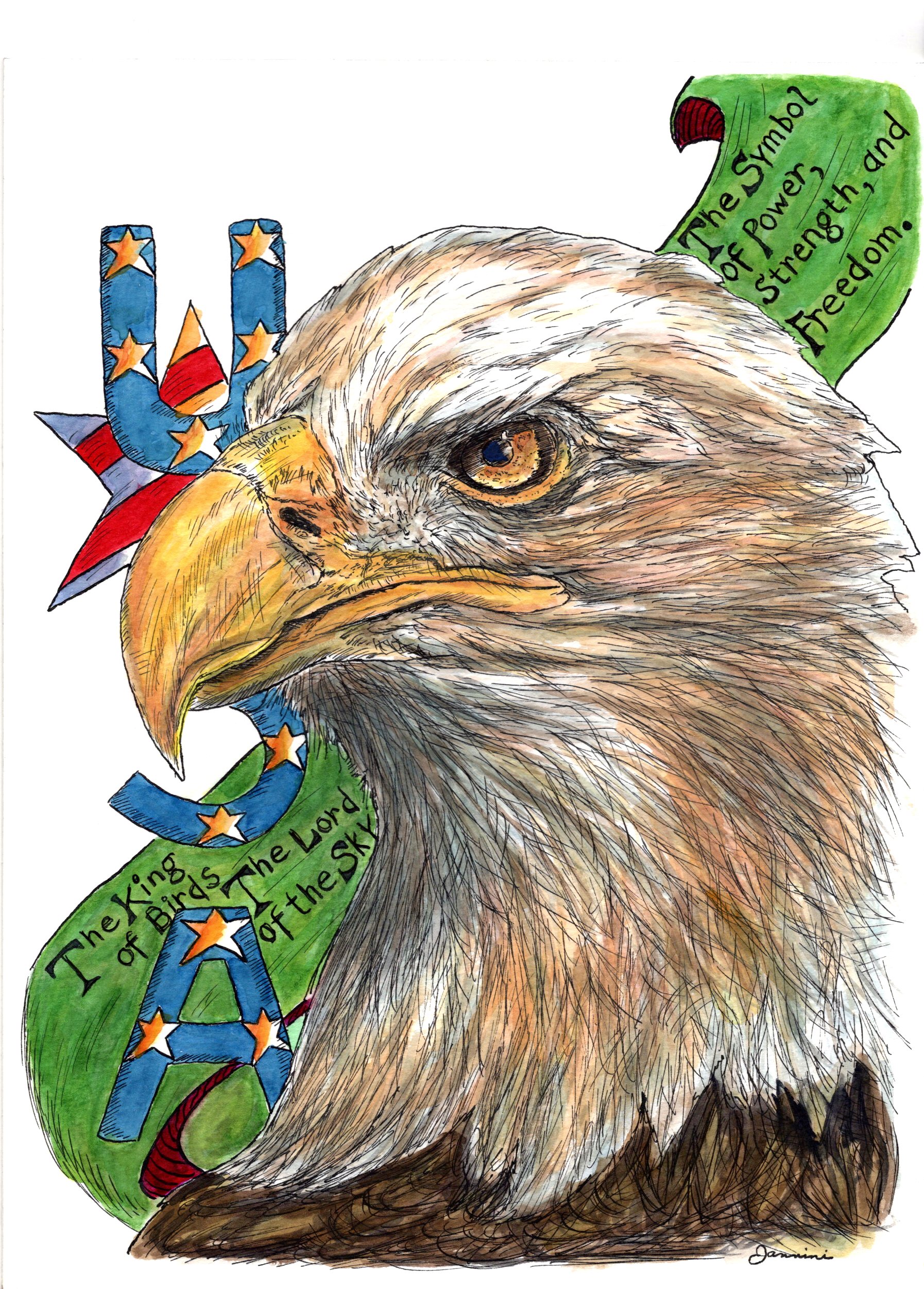 American Bald Eagle USA