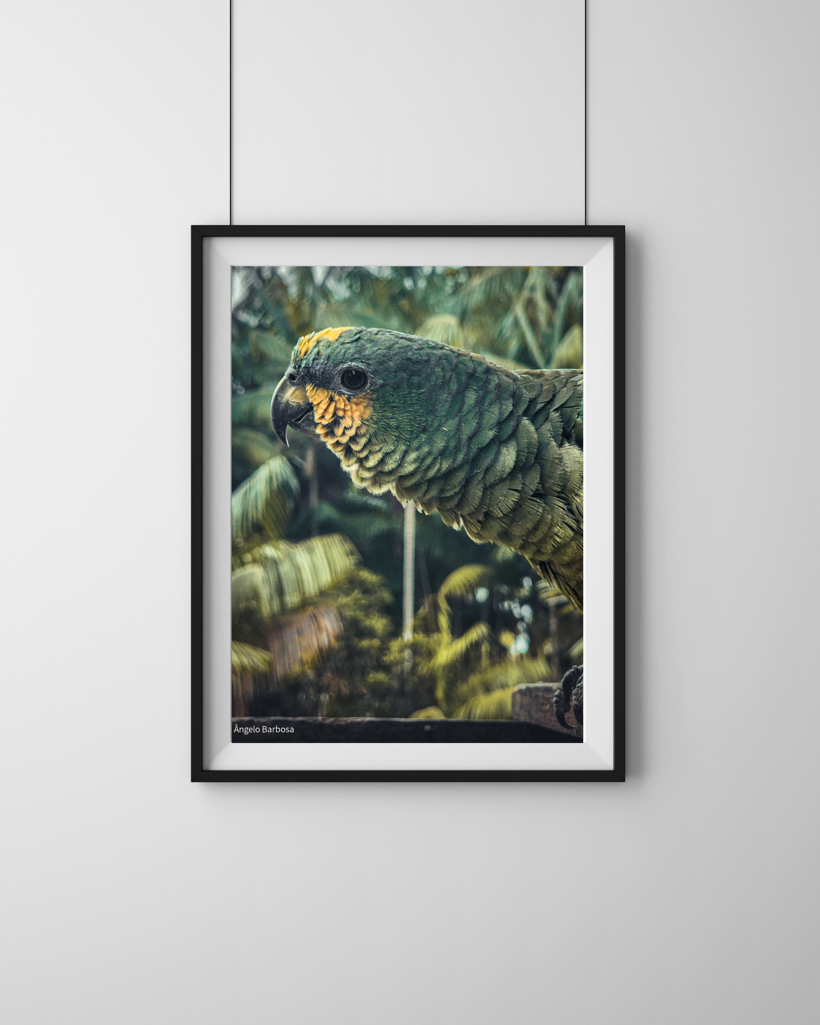 Pôster de Papagaio na Natureza