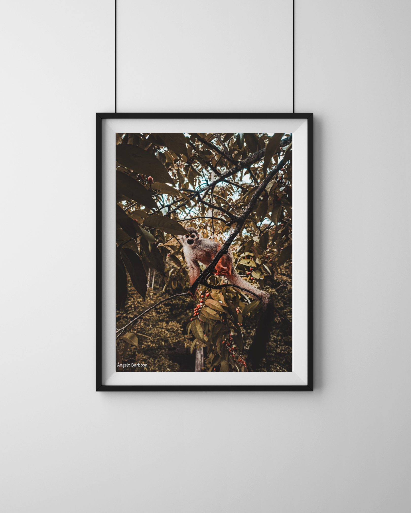 Quadro de macaco na natureza