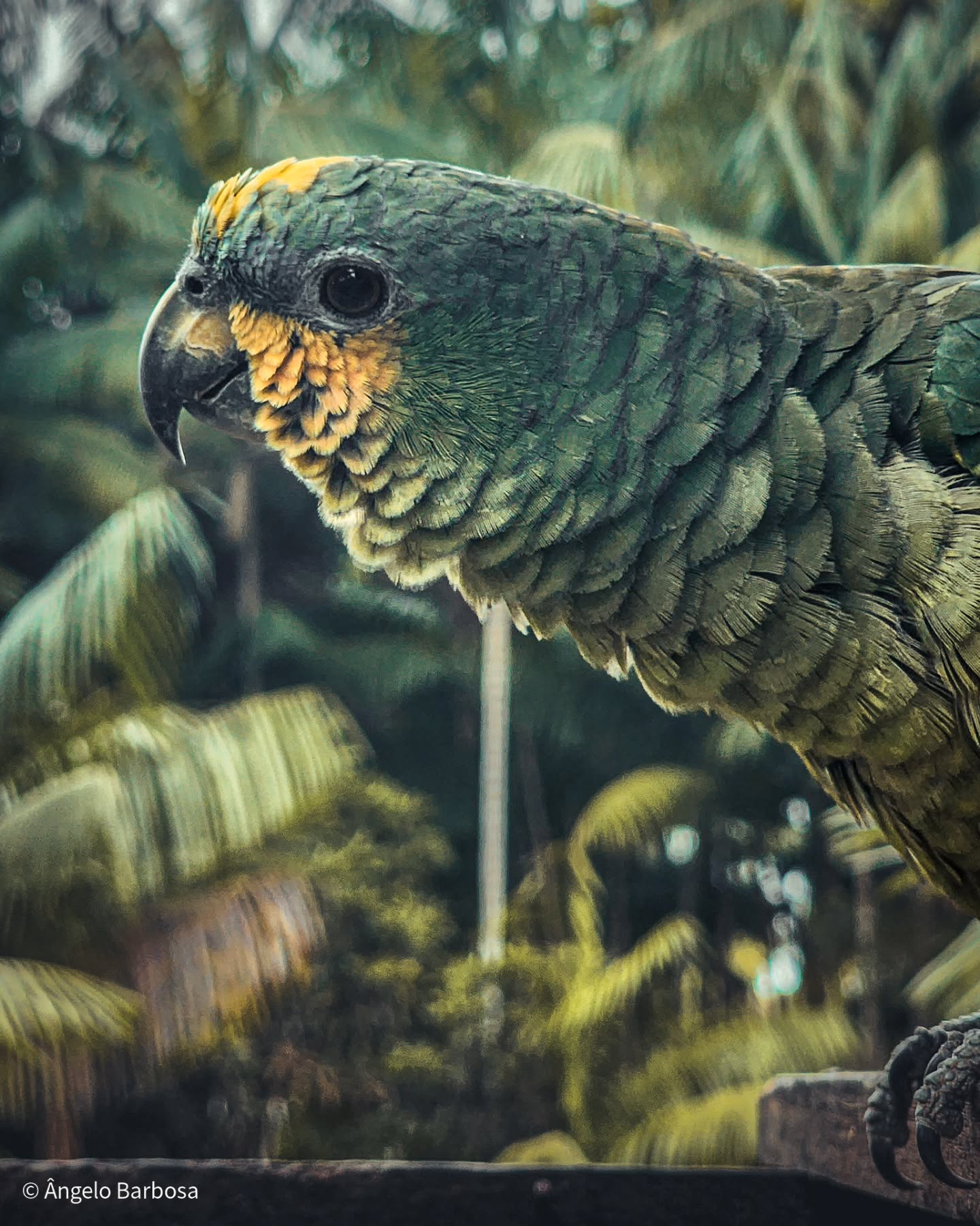 Pôster de Papagaio na Natureza