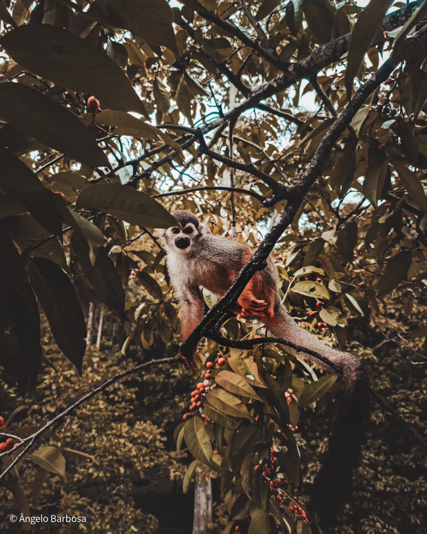 Quadro de macaco na natureza