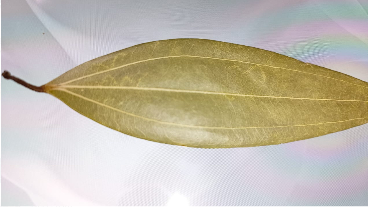 Bay leaf