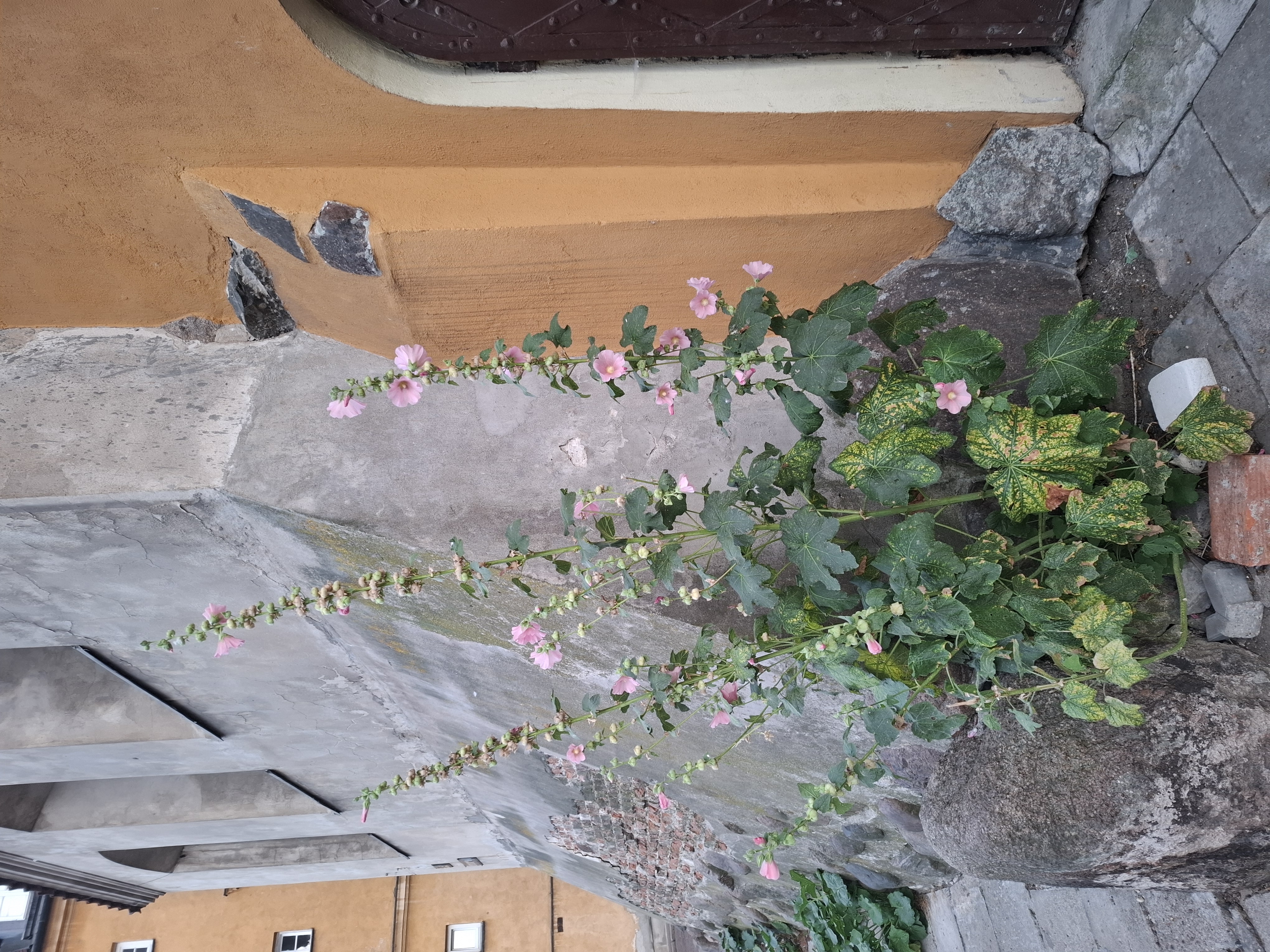 Spacer Klasyk- Warszawska Starówka