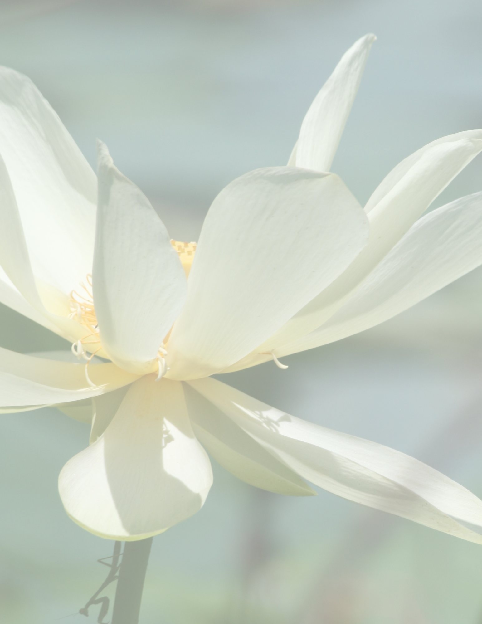 White Lilly Flower Stationery - Download and Print