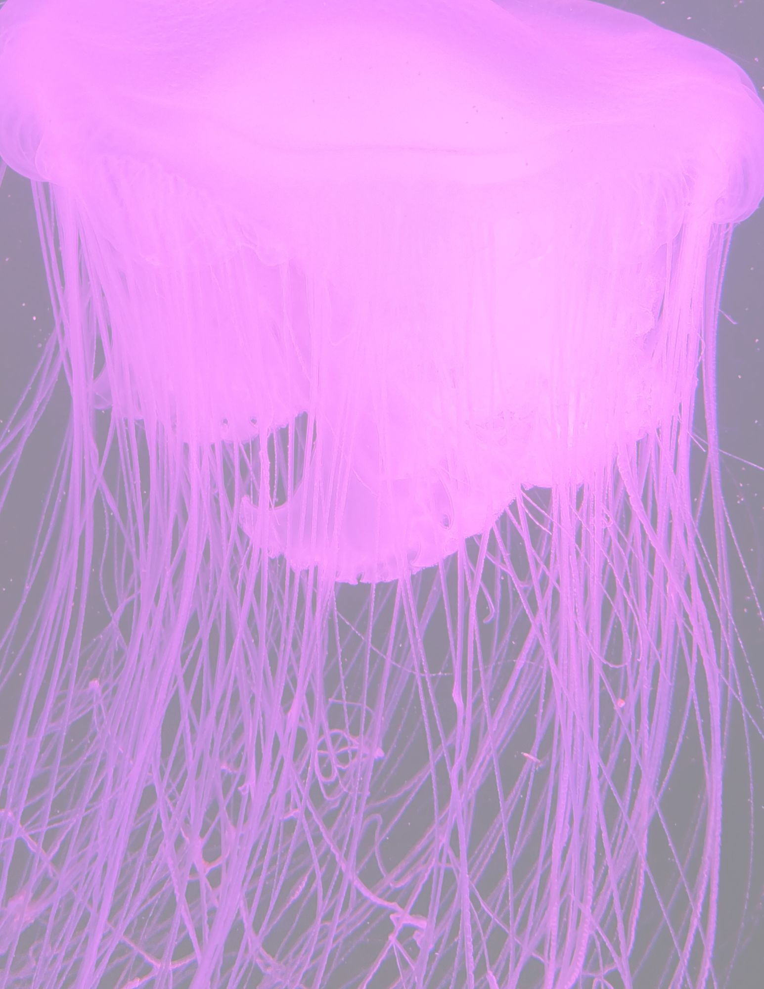 Printable Download - Five Jellyfish Stationery Designs - Lined and Unlined Pages