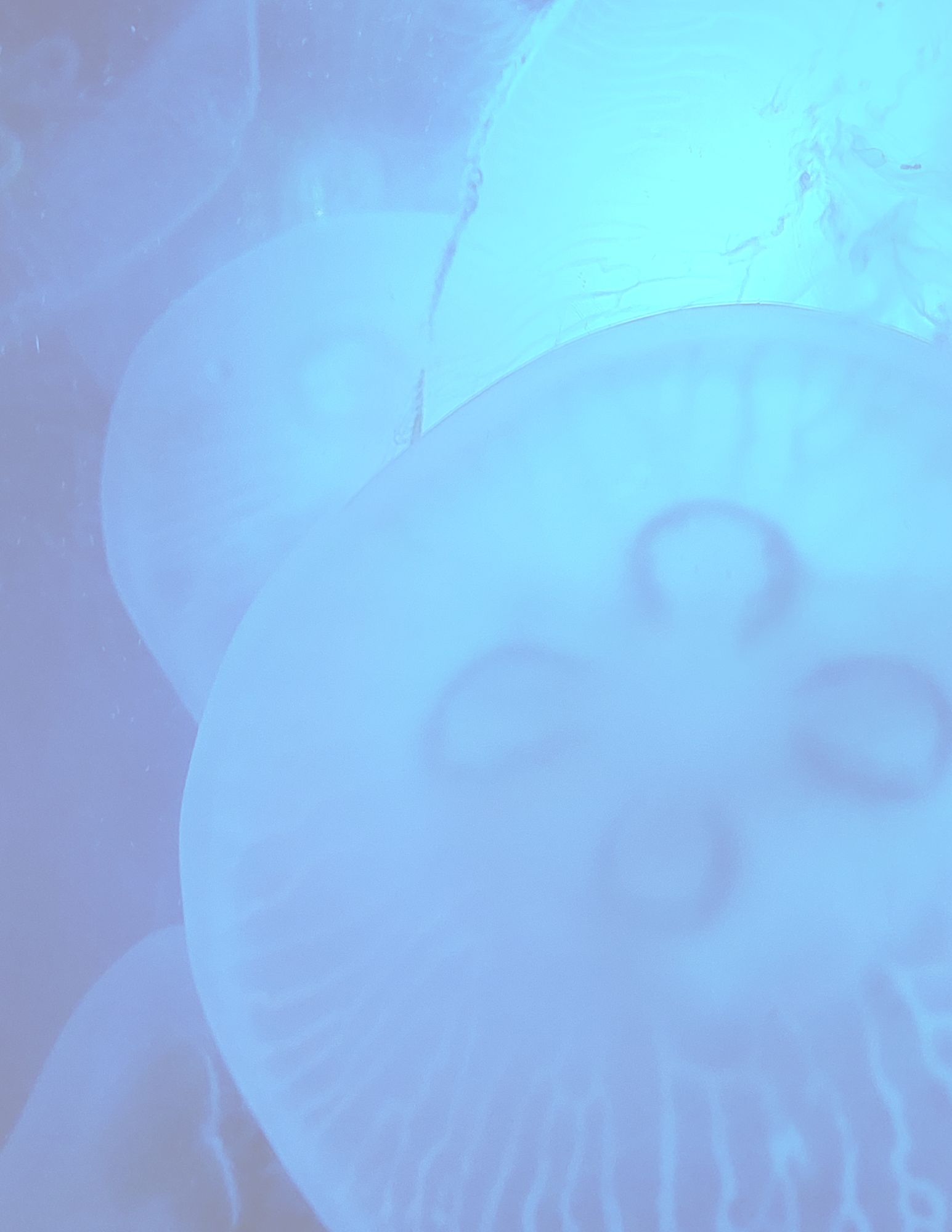 Printable Download - Five Jellyfish Stationery Designs - Lined and Unlined Pages