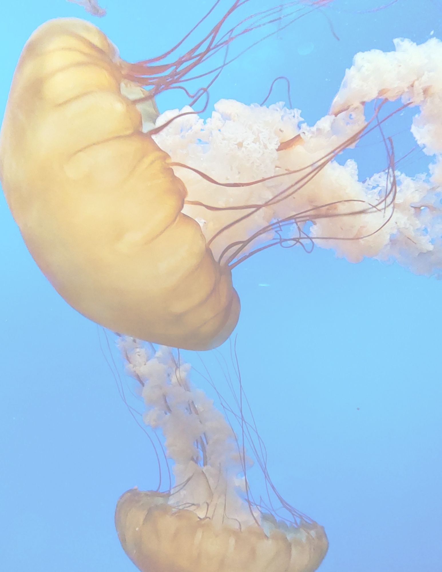 Printable Download - Five Jellyfish Stationery Designs - Lined and Unlined Pages