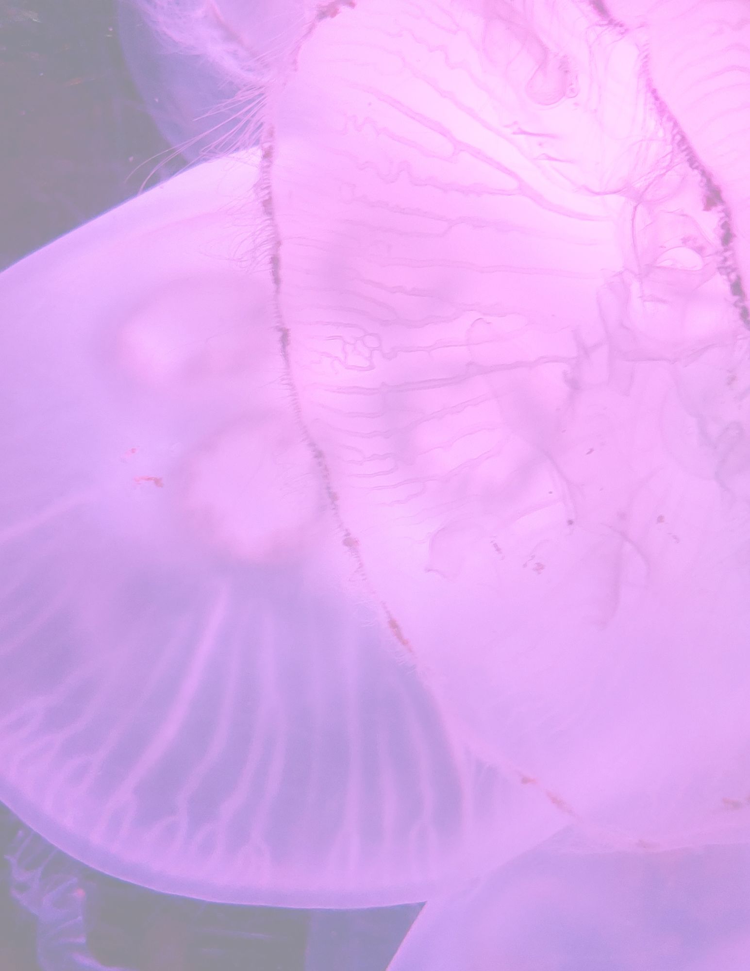 Printable Download - Five Jellyfish Stationery Designs - Lined and Unlined Pages