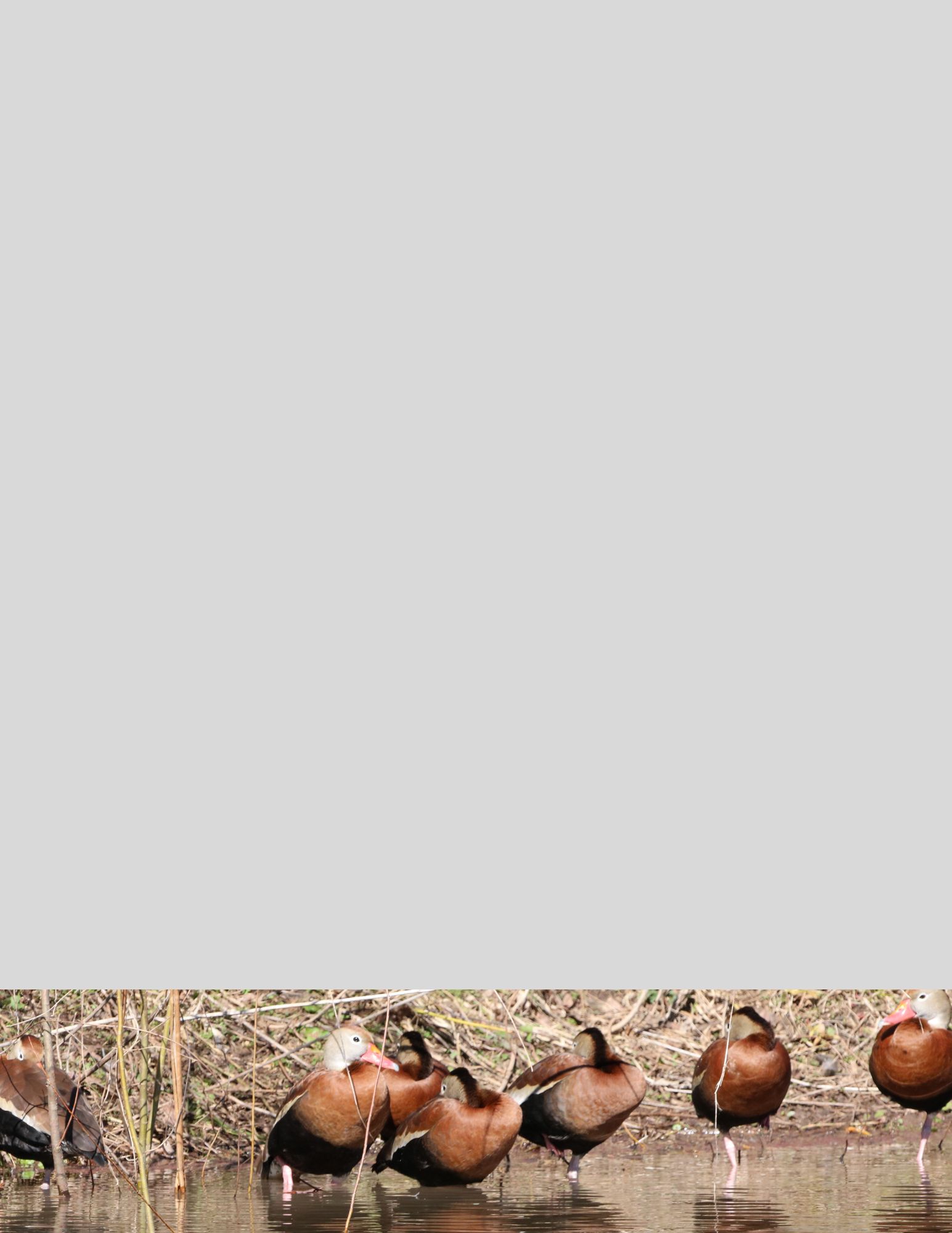 Stationery With Nature Designs