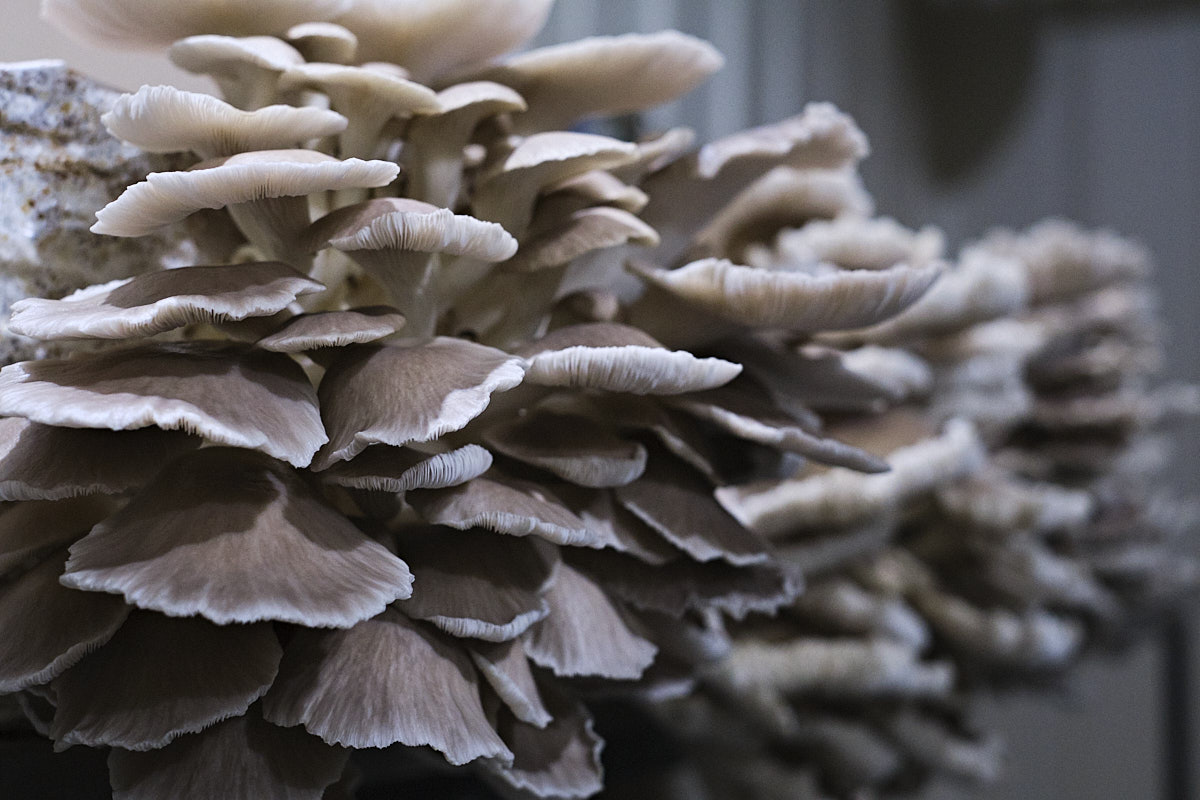 Phoenix Oyster Mushrooms 250g