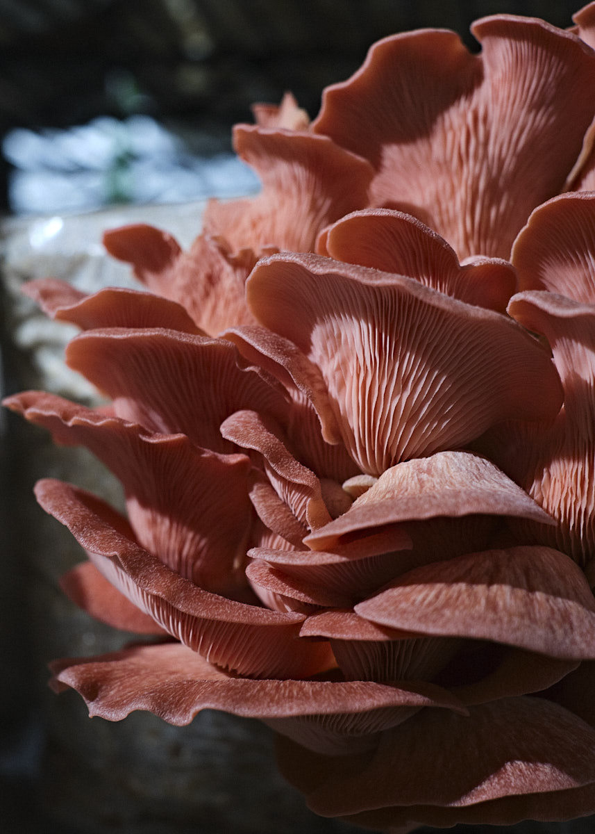 Pink Oyster Mushrooms 250g