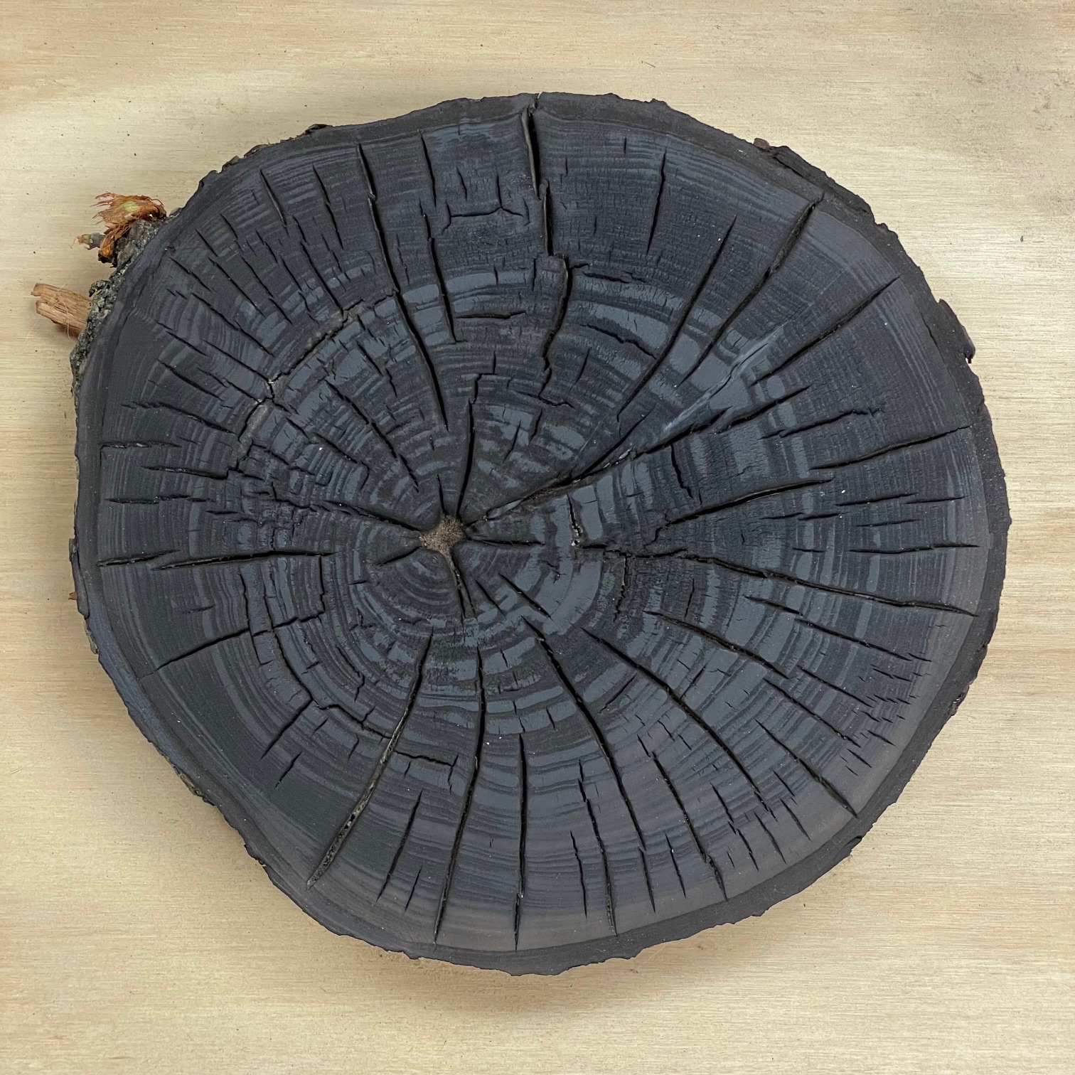 Tree Ring Print -- Storm Drop Log No. 3