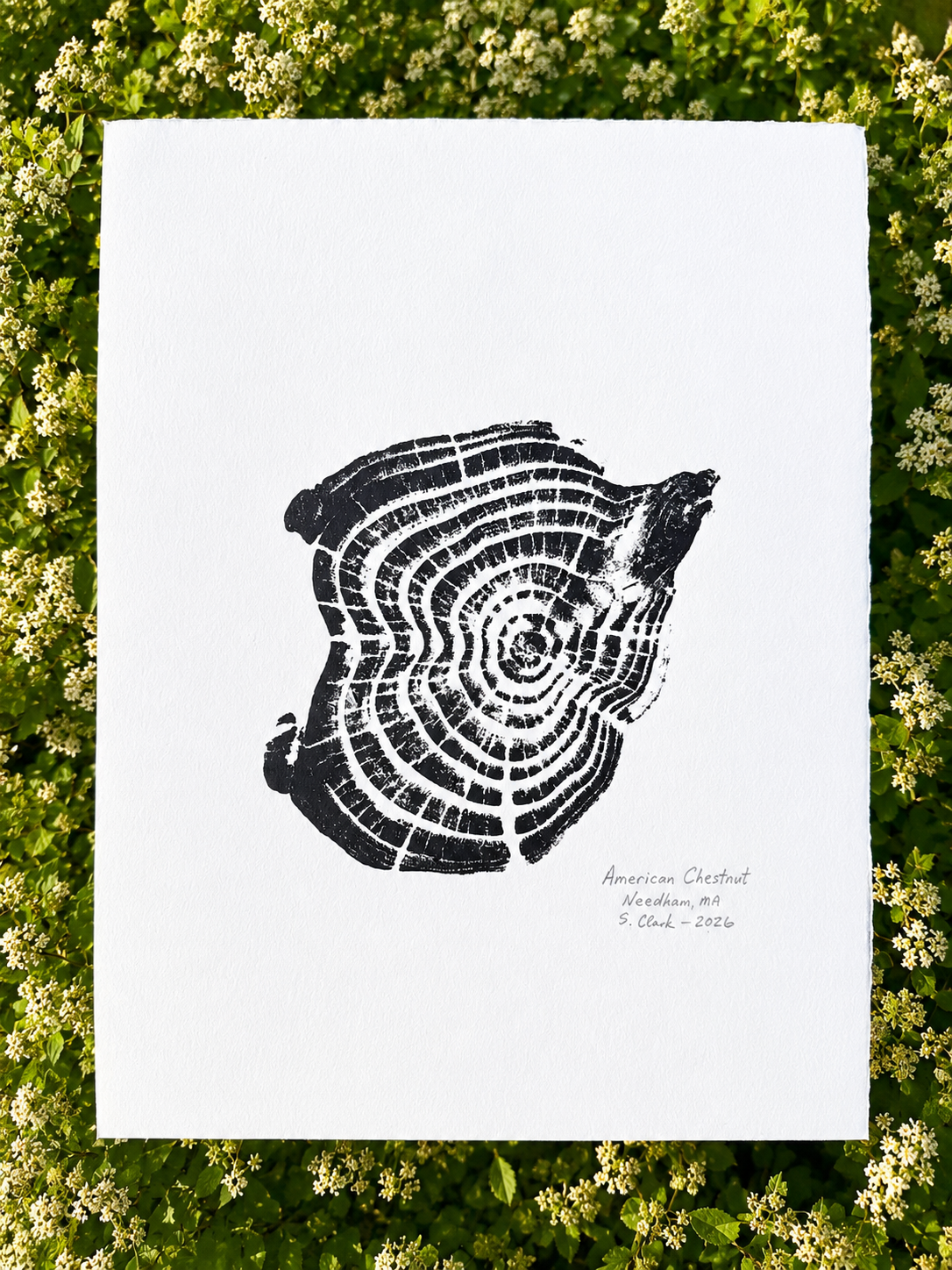 Tree Ring Print -- American Chestnut (Navy)