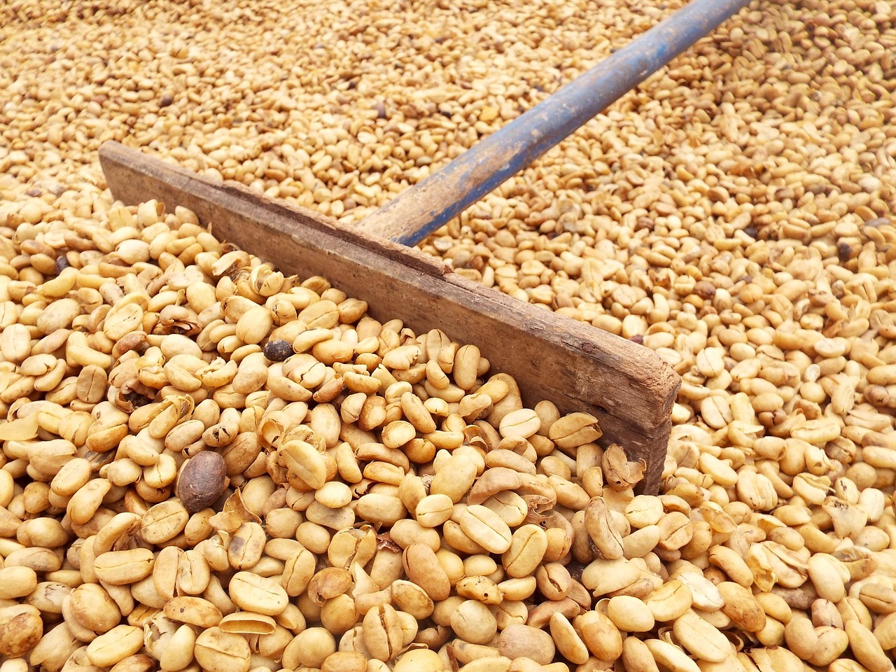 Coffee Beans