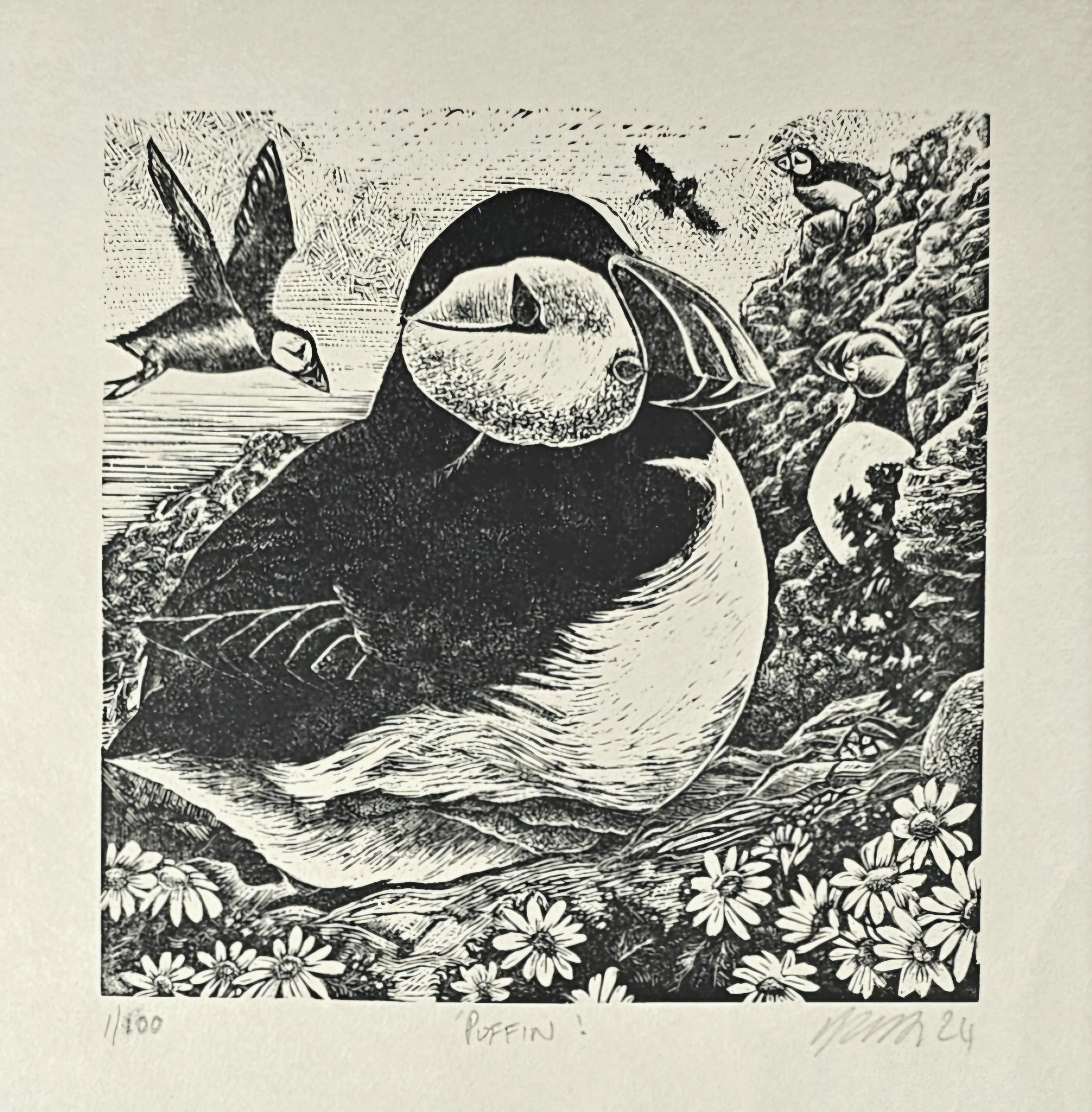 Puffin. Wood Engraving print.