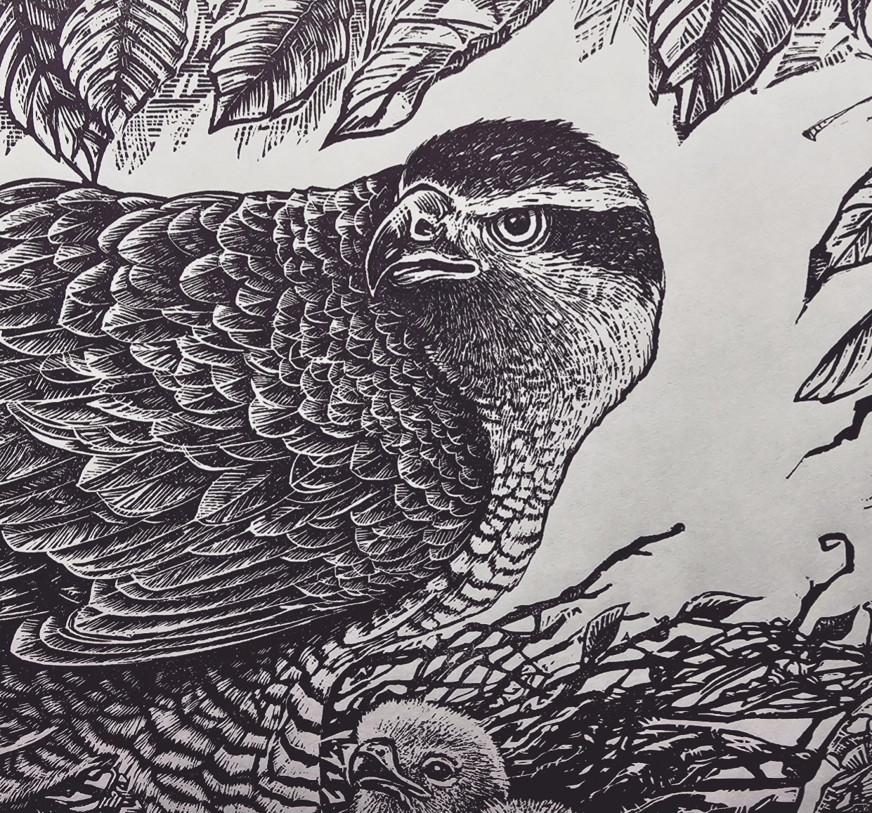 Goshawk. Linocut Print