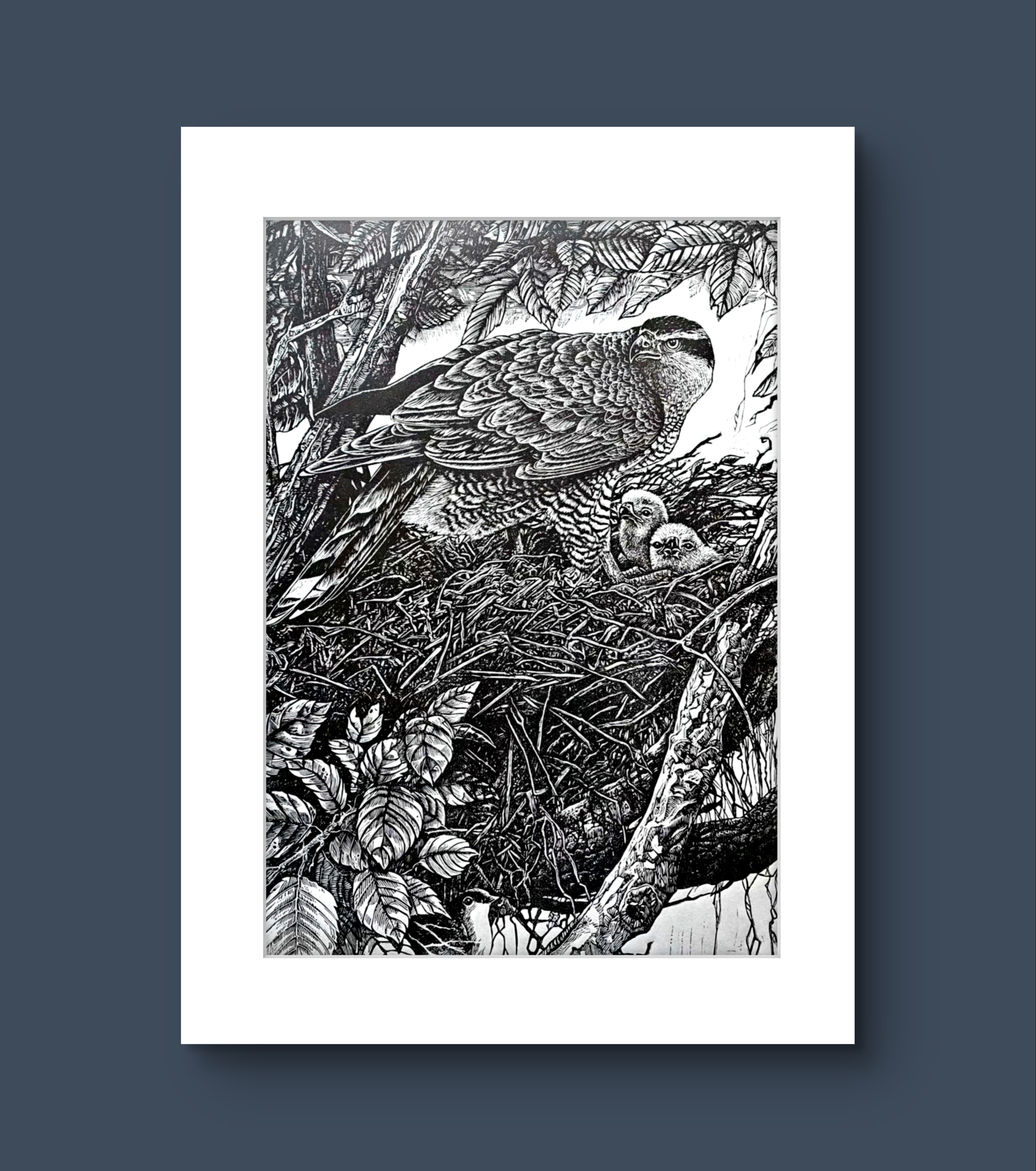 Goshawk. Linocut Print