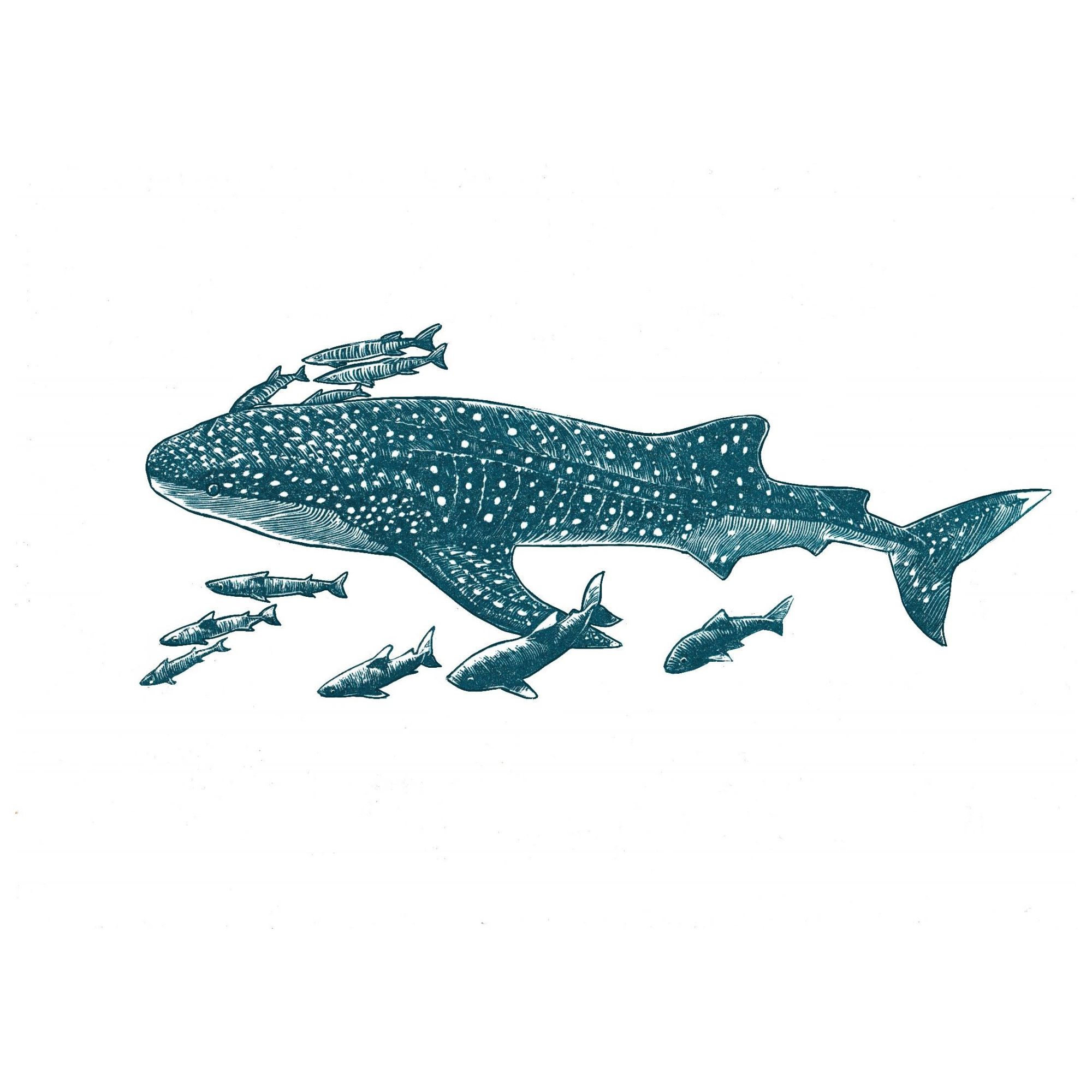 Whale Shark and Co.