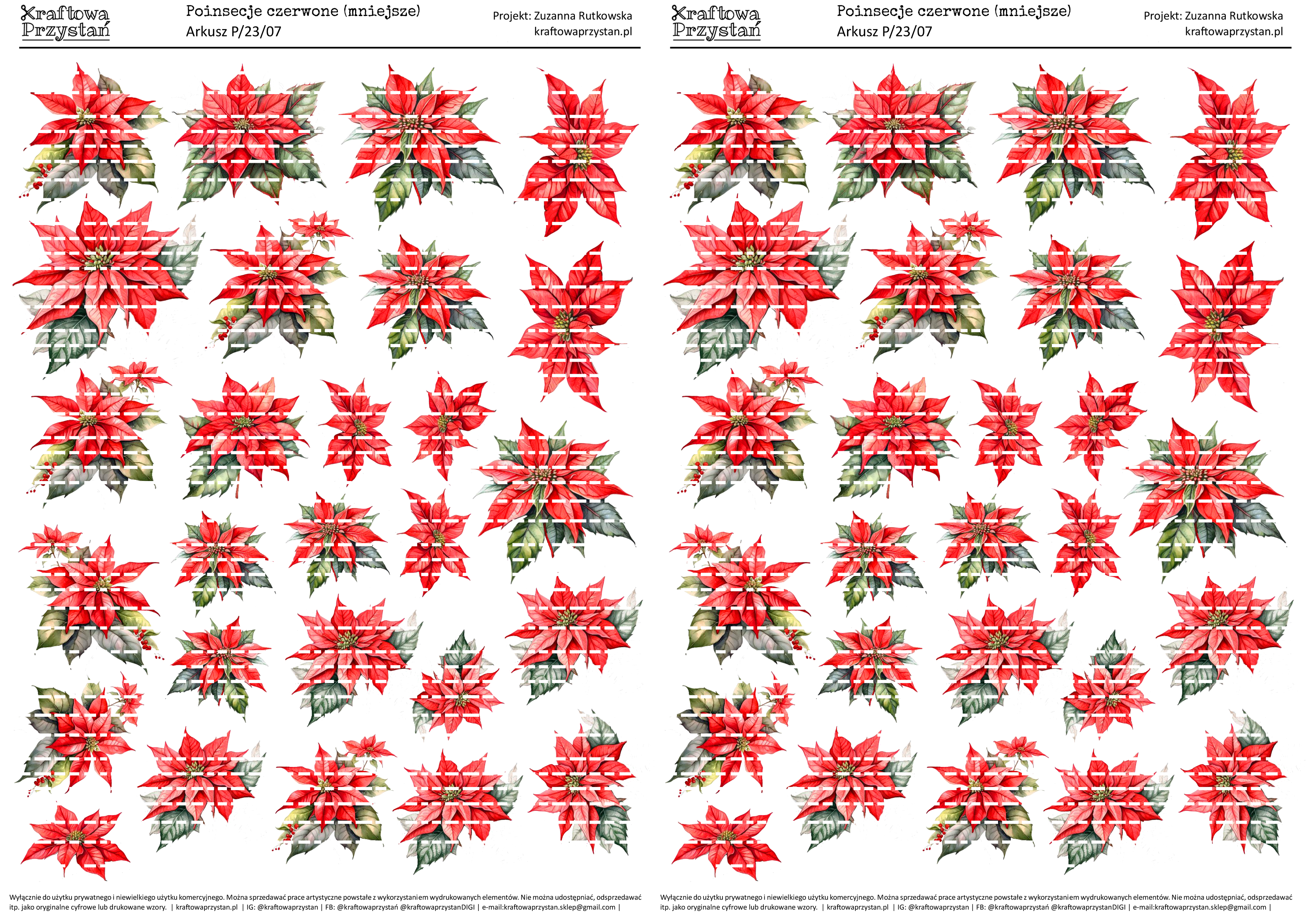 P.23.07 (odnowione) - czerwone poinsecje, gwiazda betlejemska