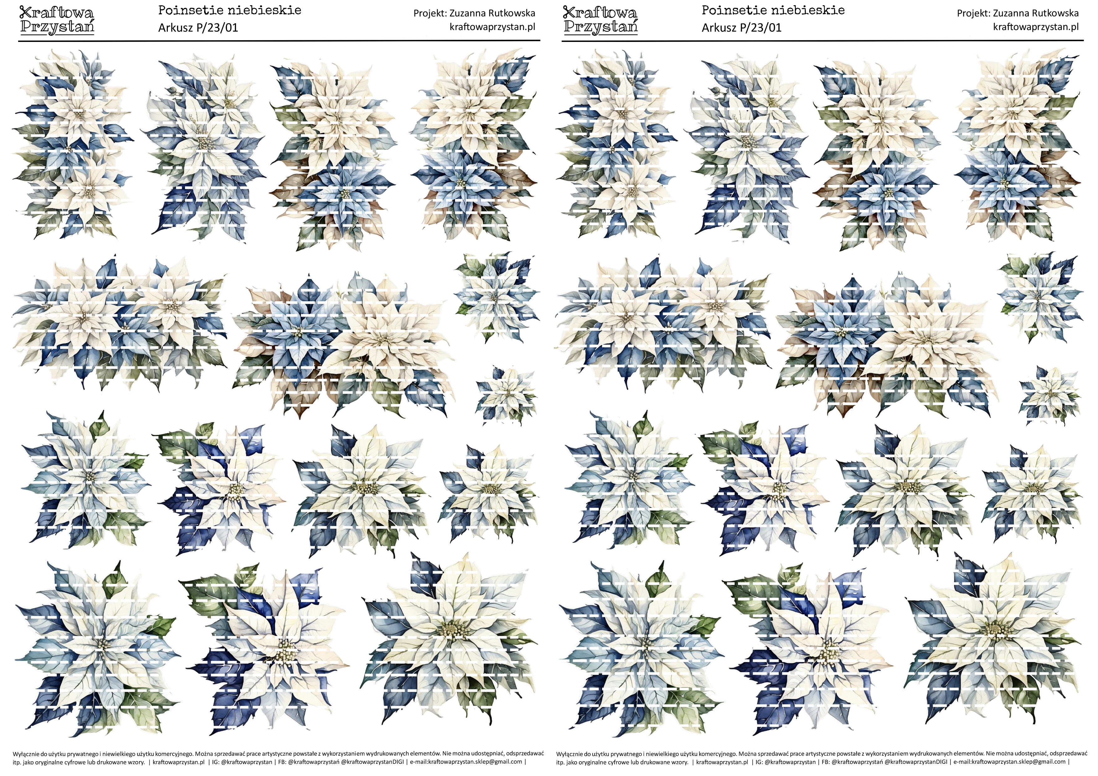 P.23.01 (odnowione) - niebiesko-białe poinsecje, gwiazda betlejemska