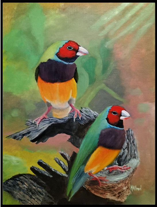 Gouldian Finches - Canvas Print