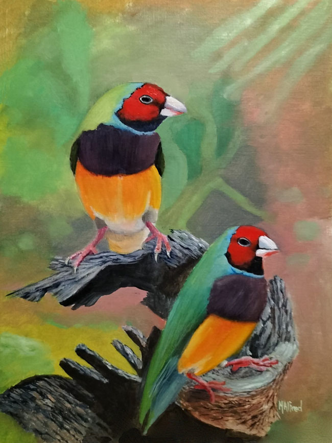 Gouldian Finches - Canvas Print