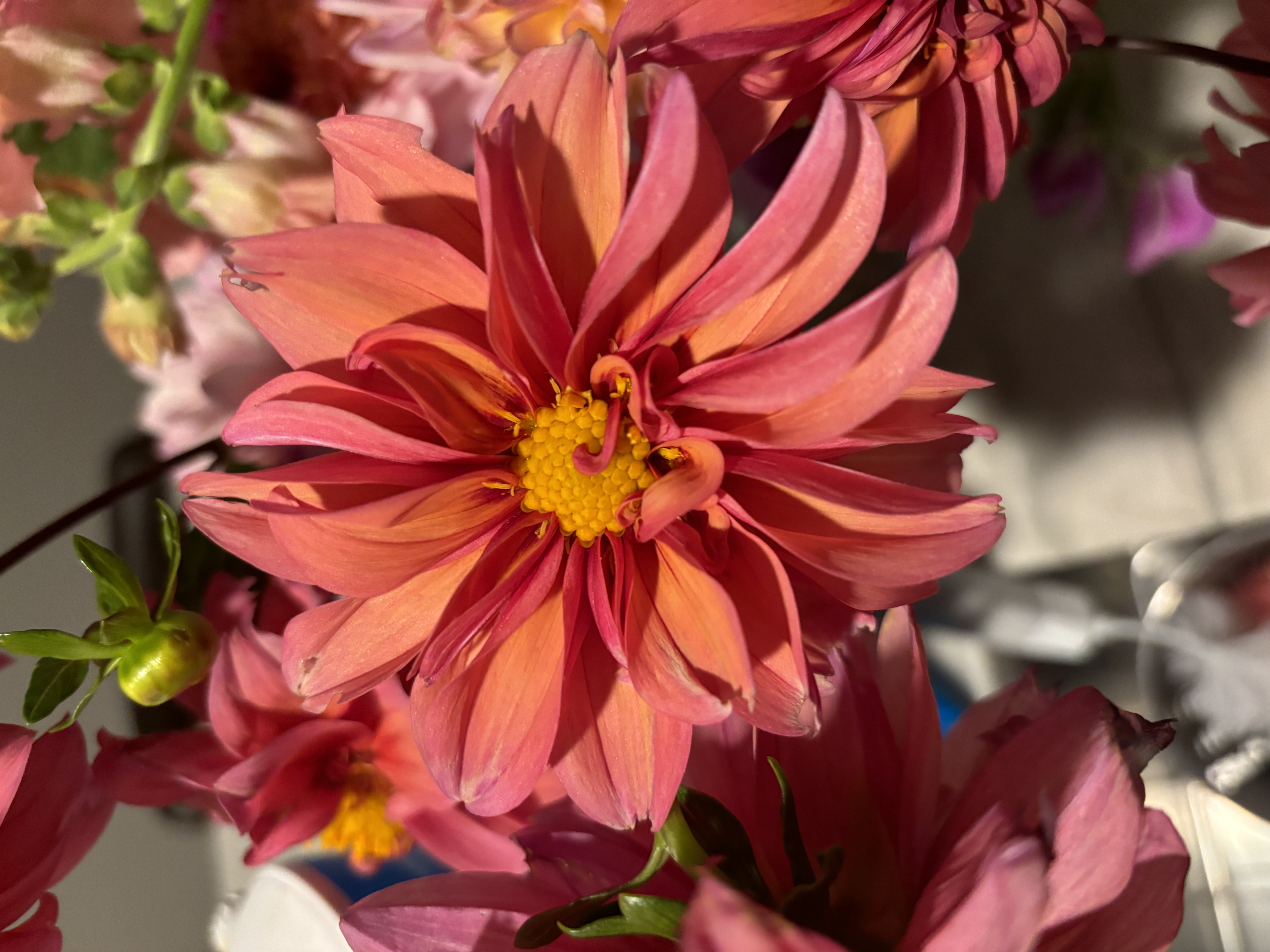 Red Penny Dahlia 