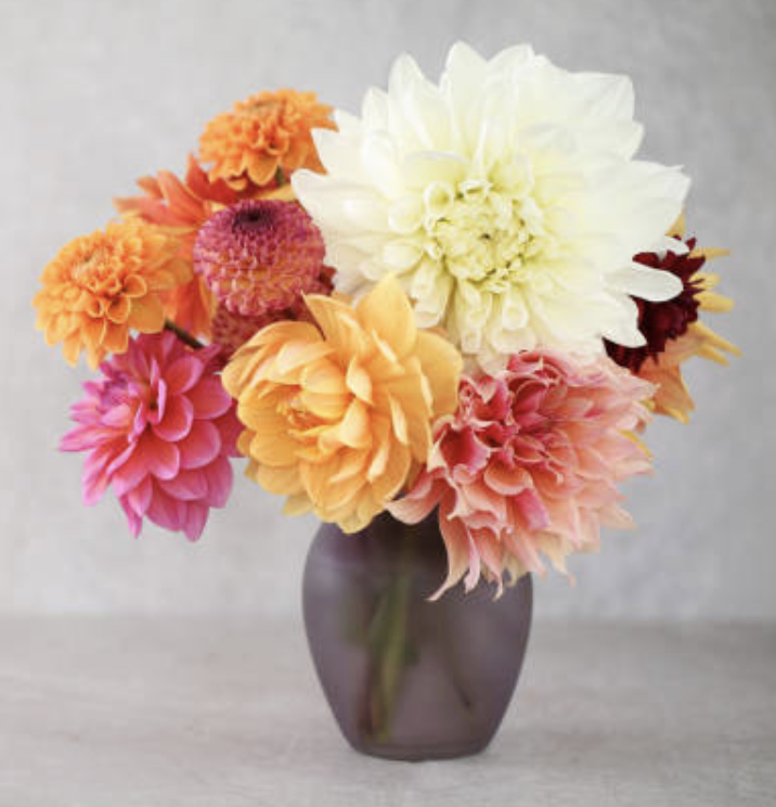 Dahlia CSA - 4 Week Subscription