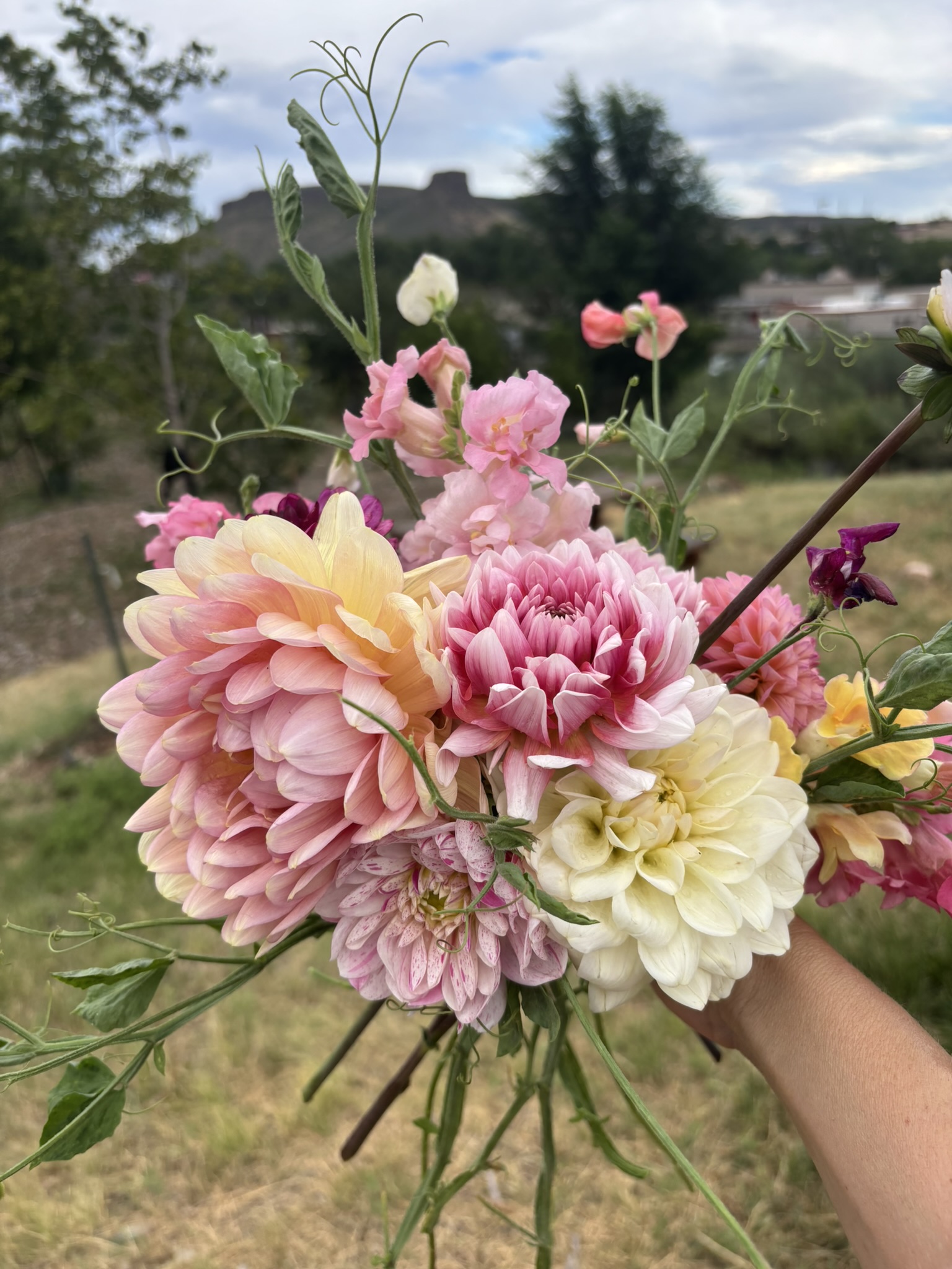 Dahlia CSA - 6 Week Subscription
