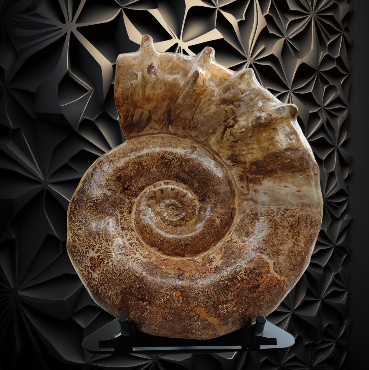 Display Stand For Larger Fossil Ammonite Mineral Rocks Crystal Stones Black Stainless Steel