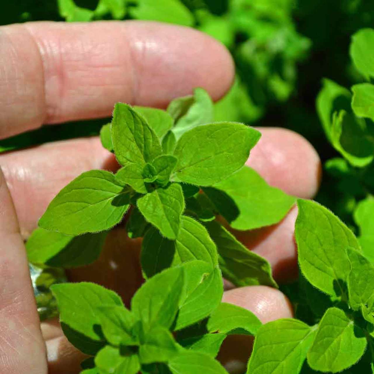 Fresh marjoram