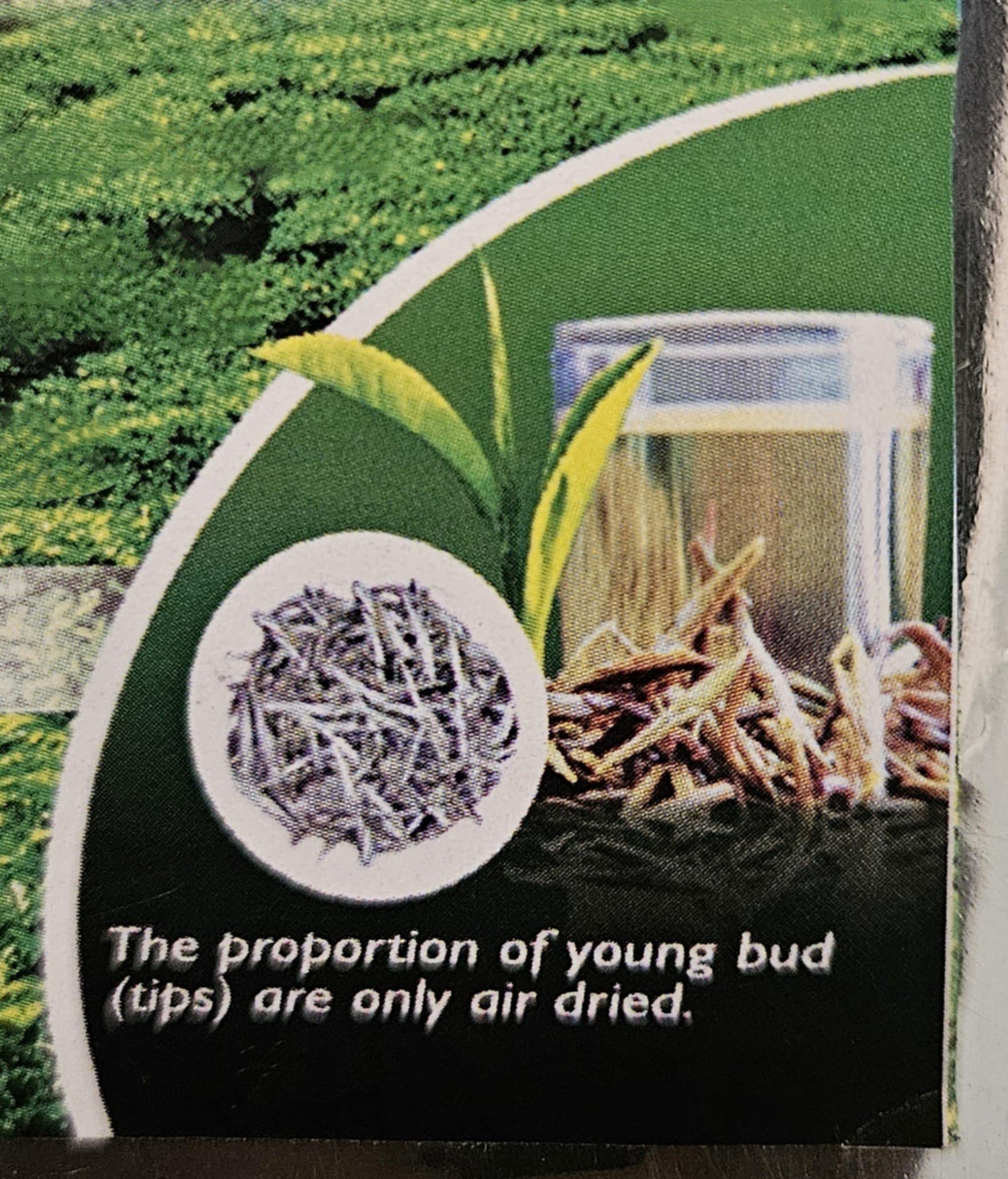 Silver Tips