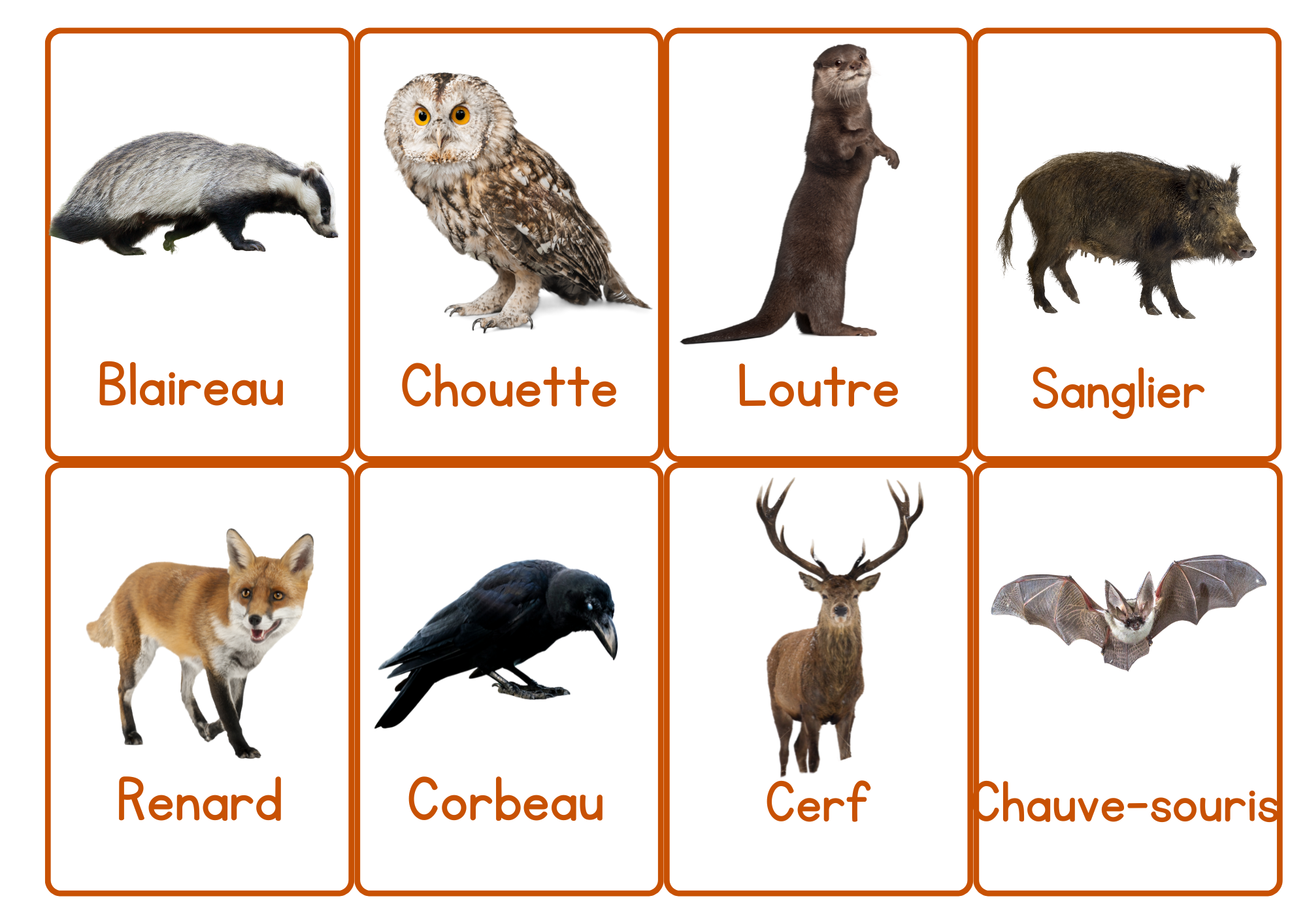 À la découverte de l'automne - Carte de vocabulaire illustrées 