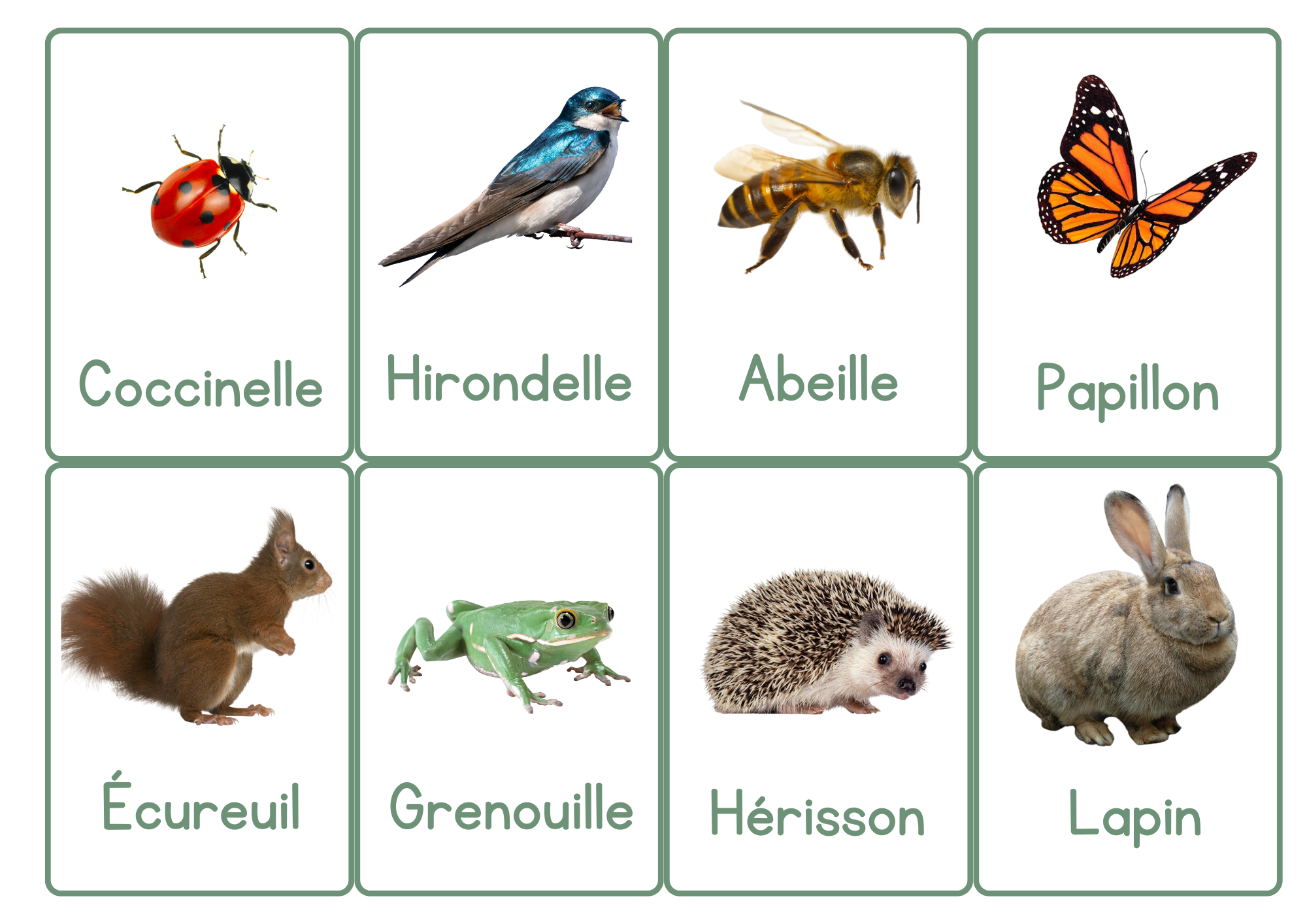 Cartes de vocabulaire illustrées - À la découverte du printemps