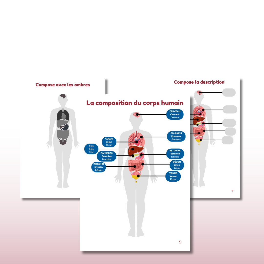 Activités imprimable organes du corps humain enfant en PDF inspiré pédagogie Montessori pour maternelle primaire et École à la Maison