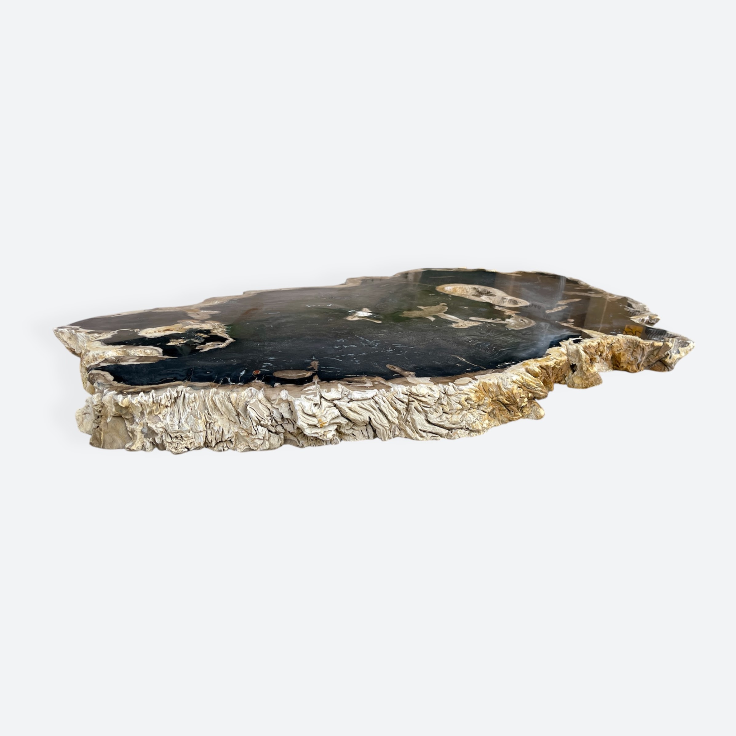 Extra Large Petrified Wood Slice