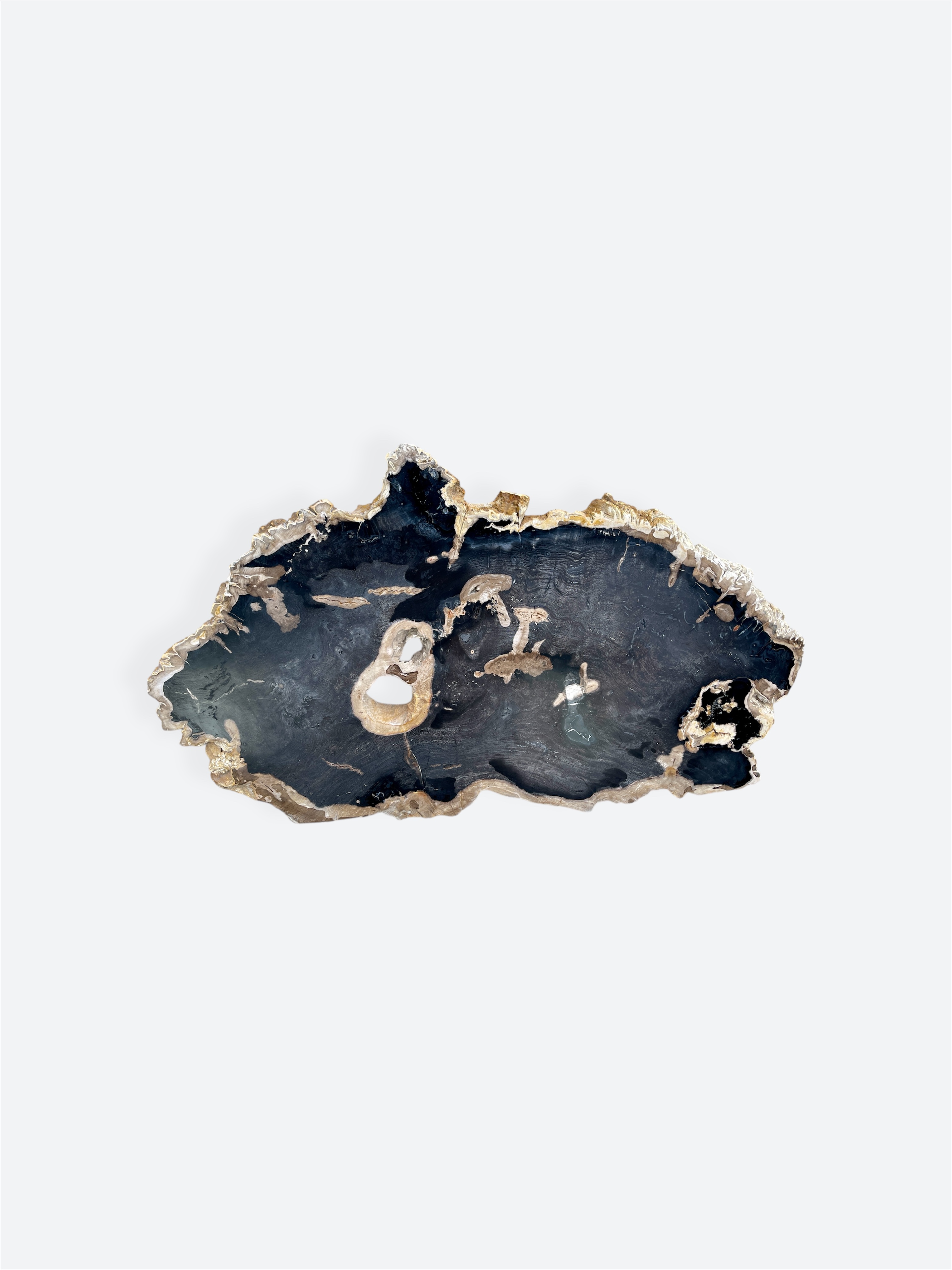 Extra Large Petrified Wood Slice