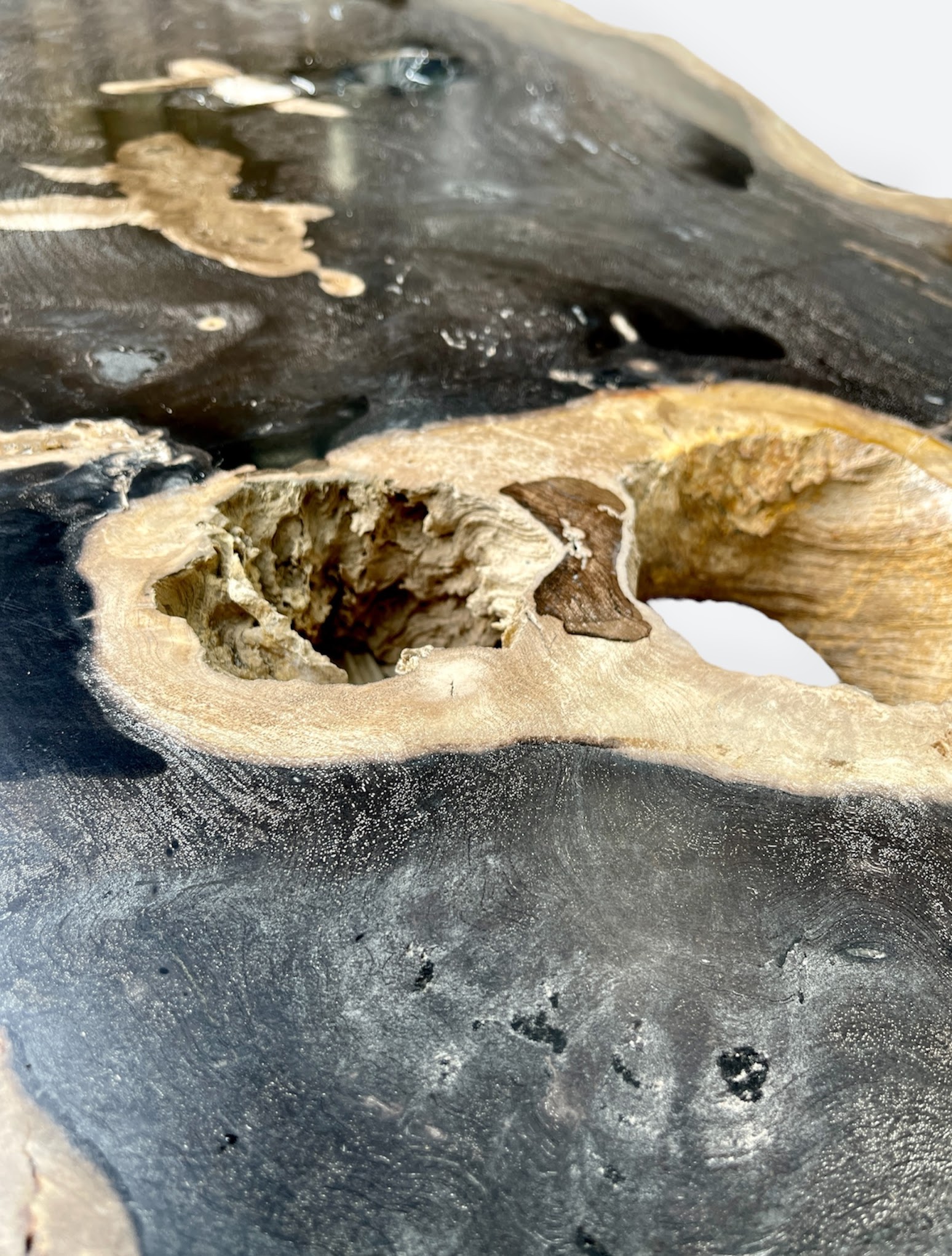 Extra Large Petrified Wood Slice