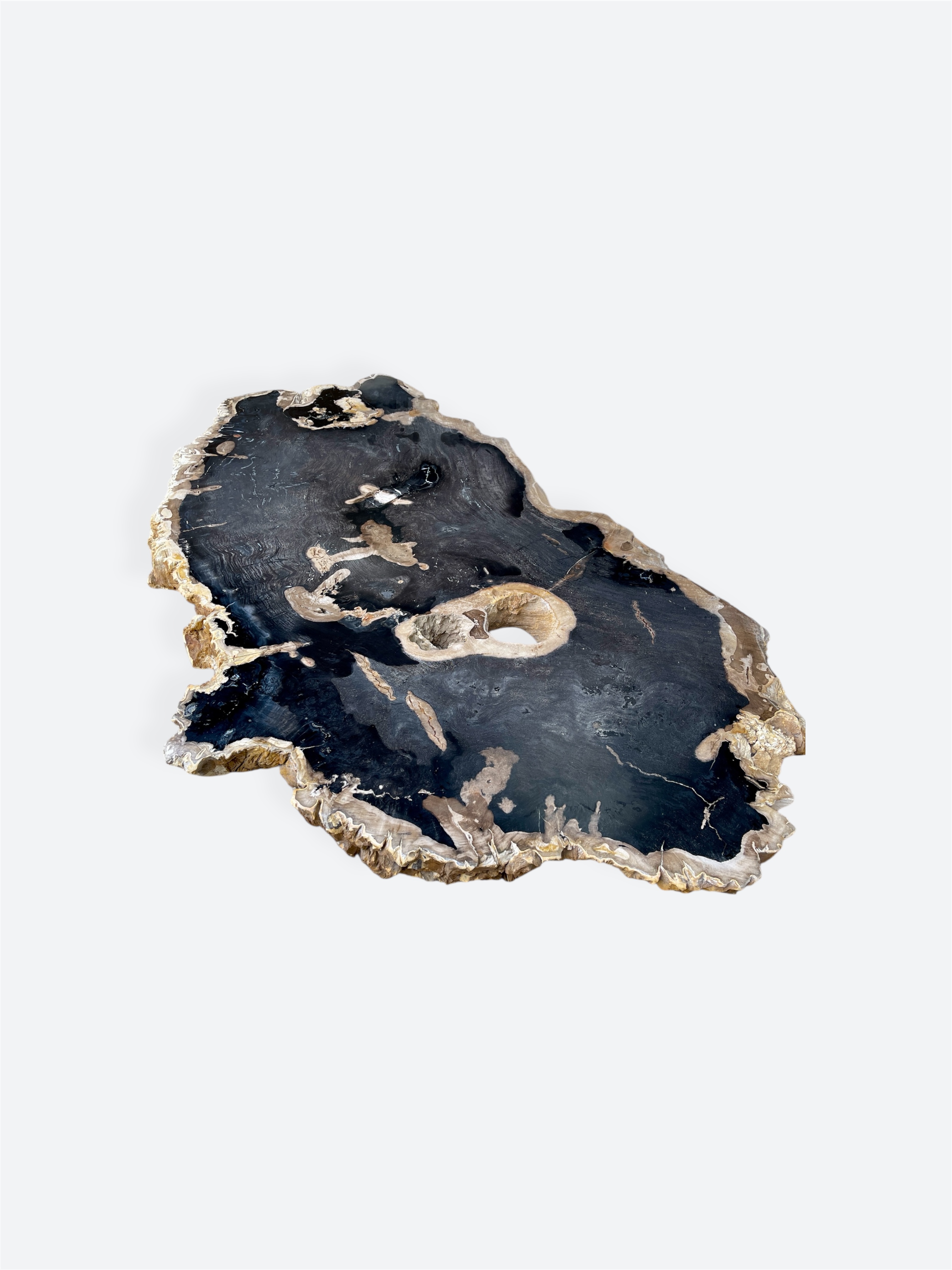 Extra Large Petrified Wood Slice
